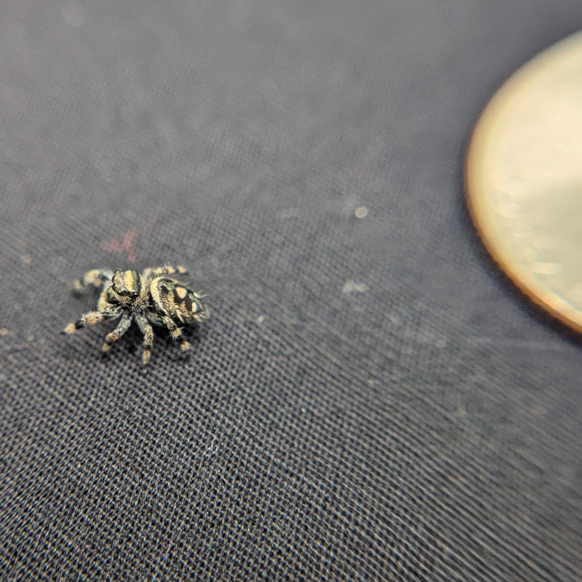Regal Jumping Spider "Cashew"