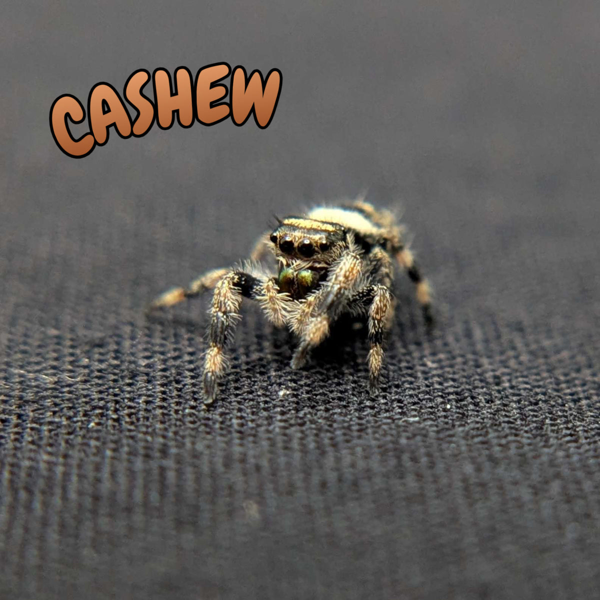 Regal Jumping Spider "Cashew"