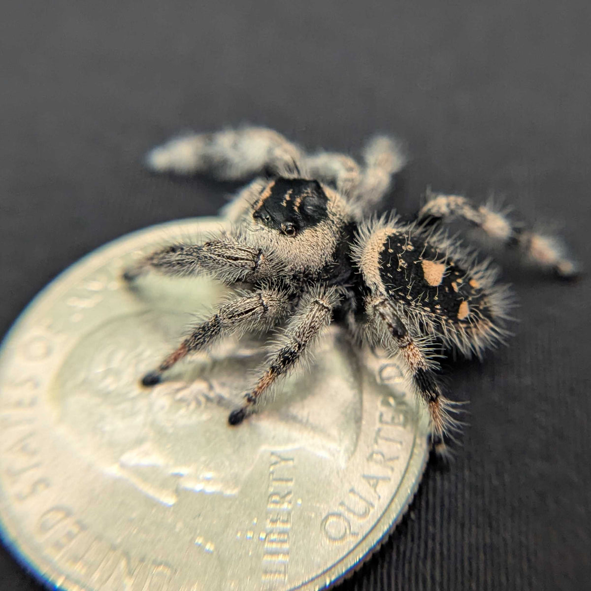 Regal Jumping Spider "Ursula"