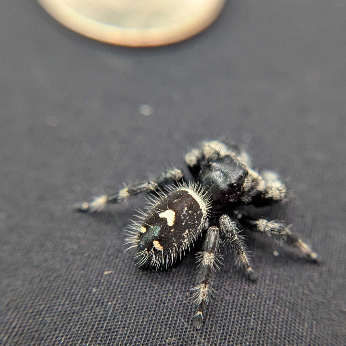 Regal Jumping Spider “Indica”