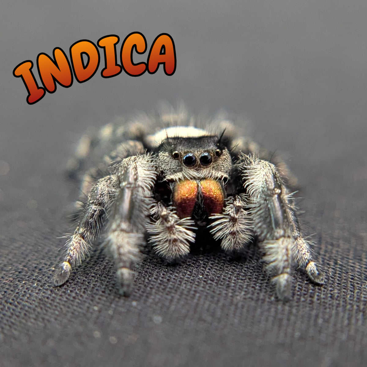 Regal Jumping Spider “Indica”