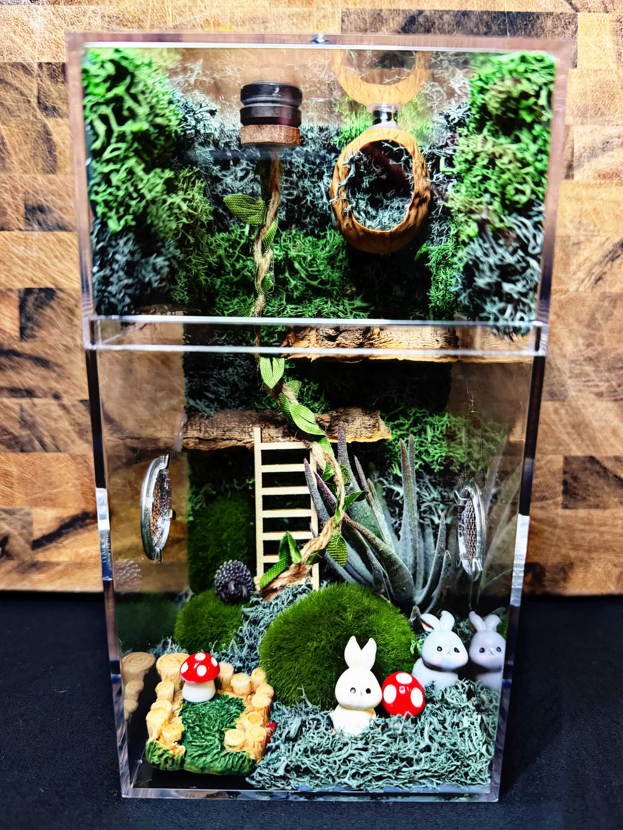 Custom Jumping Spider Enclosure