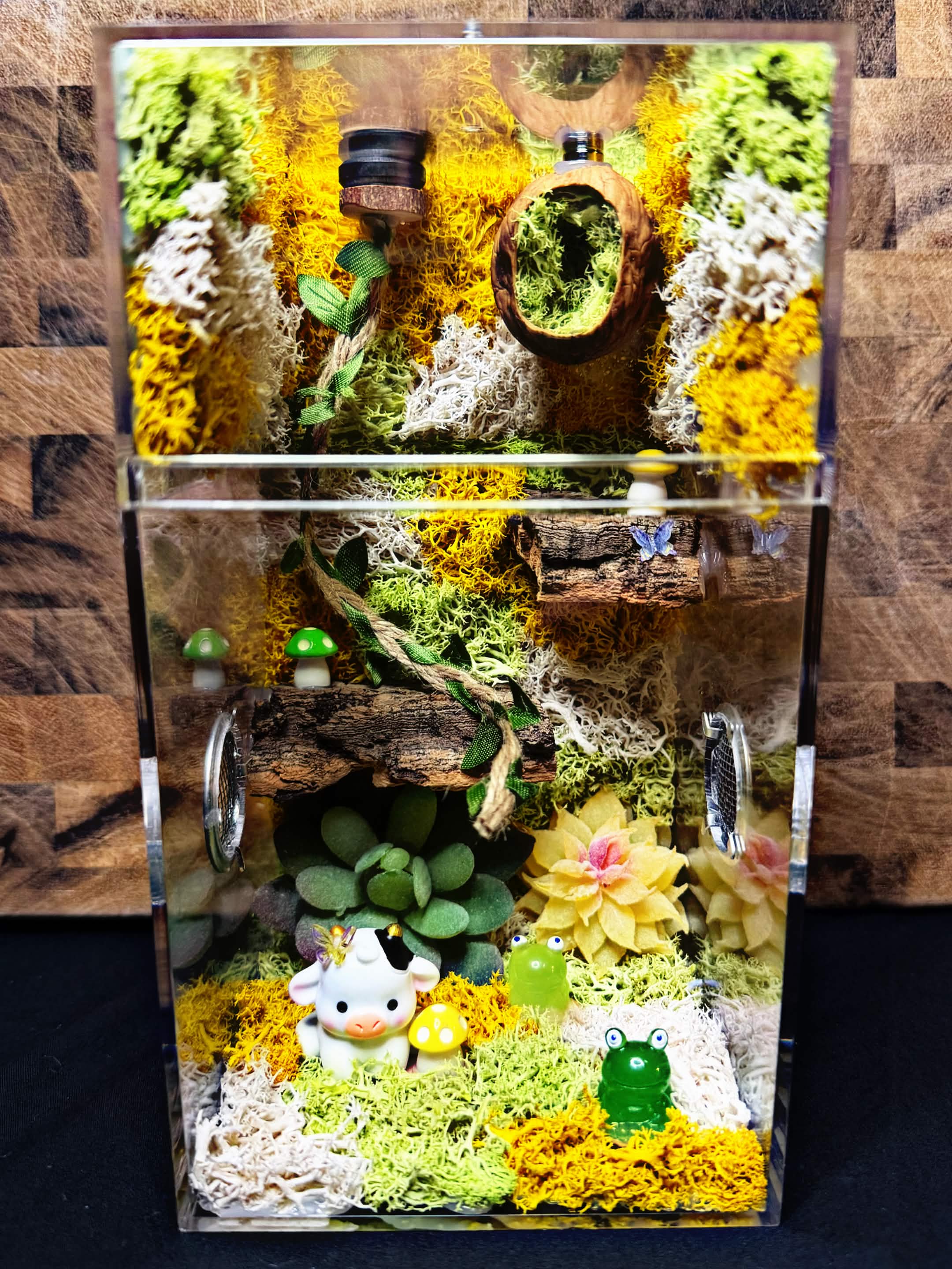 Custom Jumping Spider Enclosure
