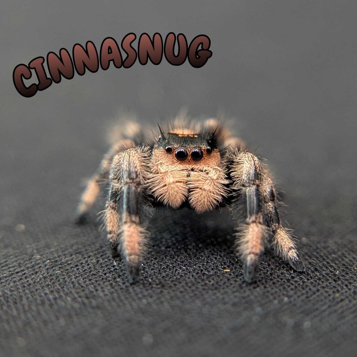 Regal Jumping Spider "Cinnasnug"