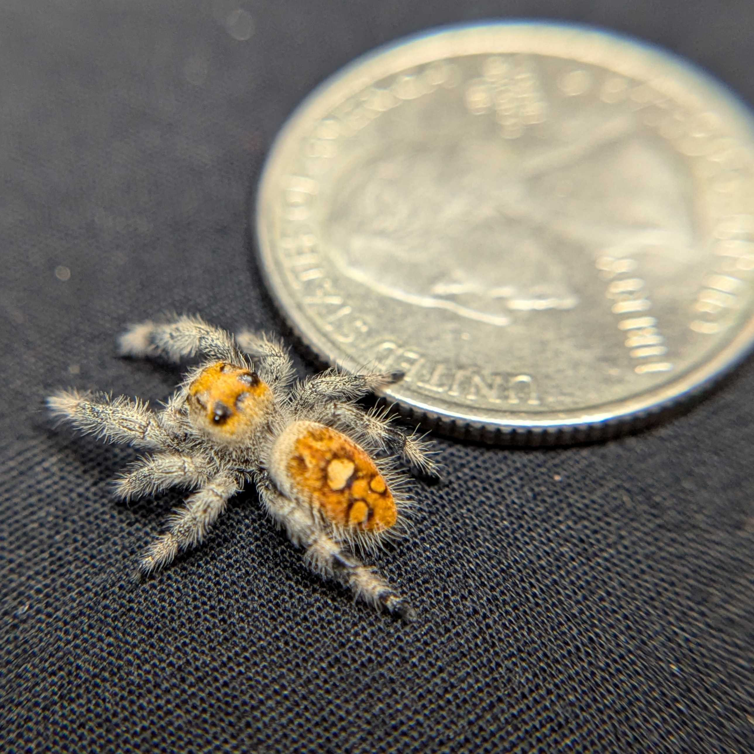 Regal Jumping Spider "Yam"