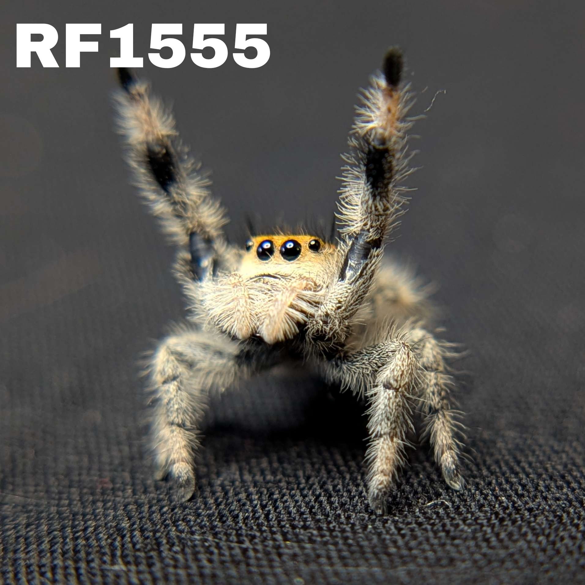 Regal Jumping Spider "Yam"