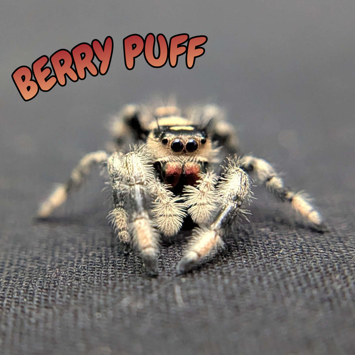 Regal Jumping Spider "Berry Puff"