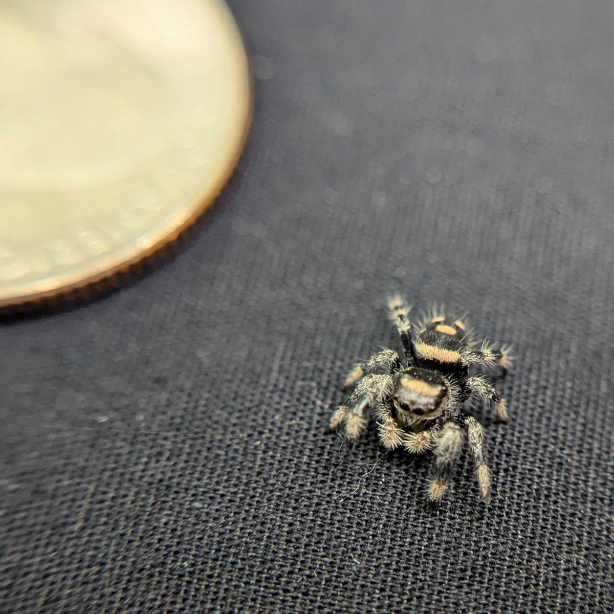 Regal Jumping Spider "Bean"