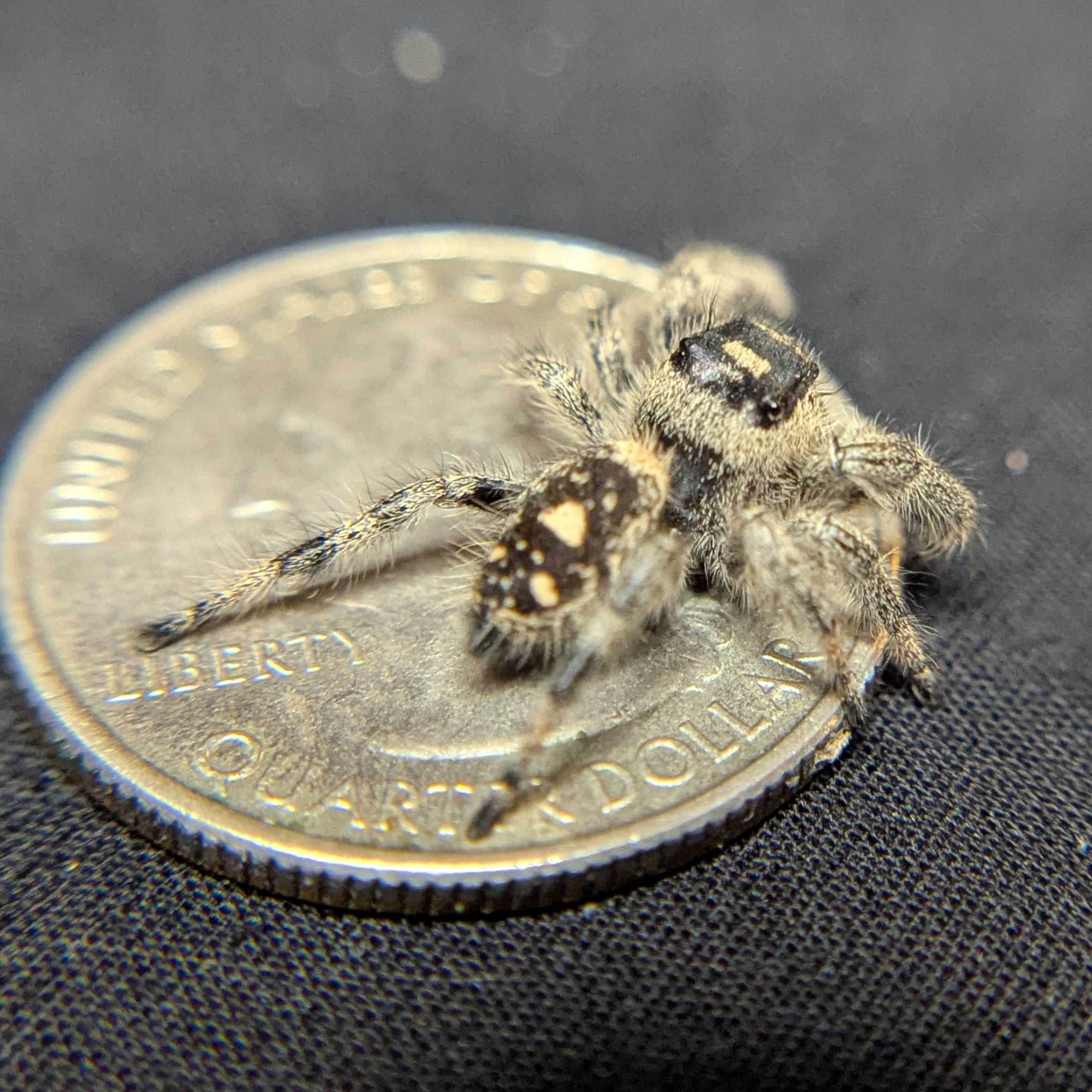 Regal Jumping Spider "Violet Blaze"