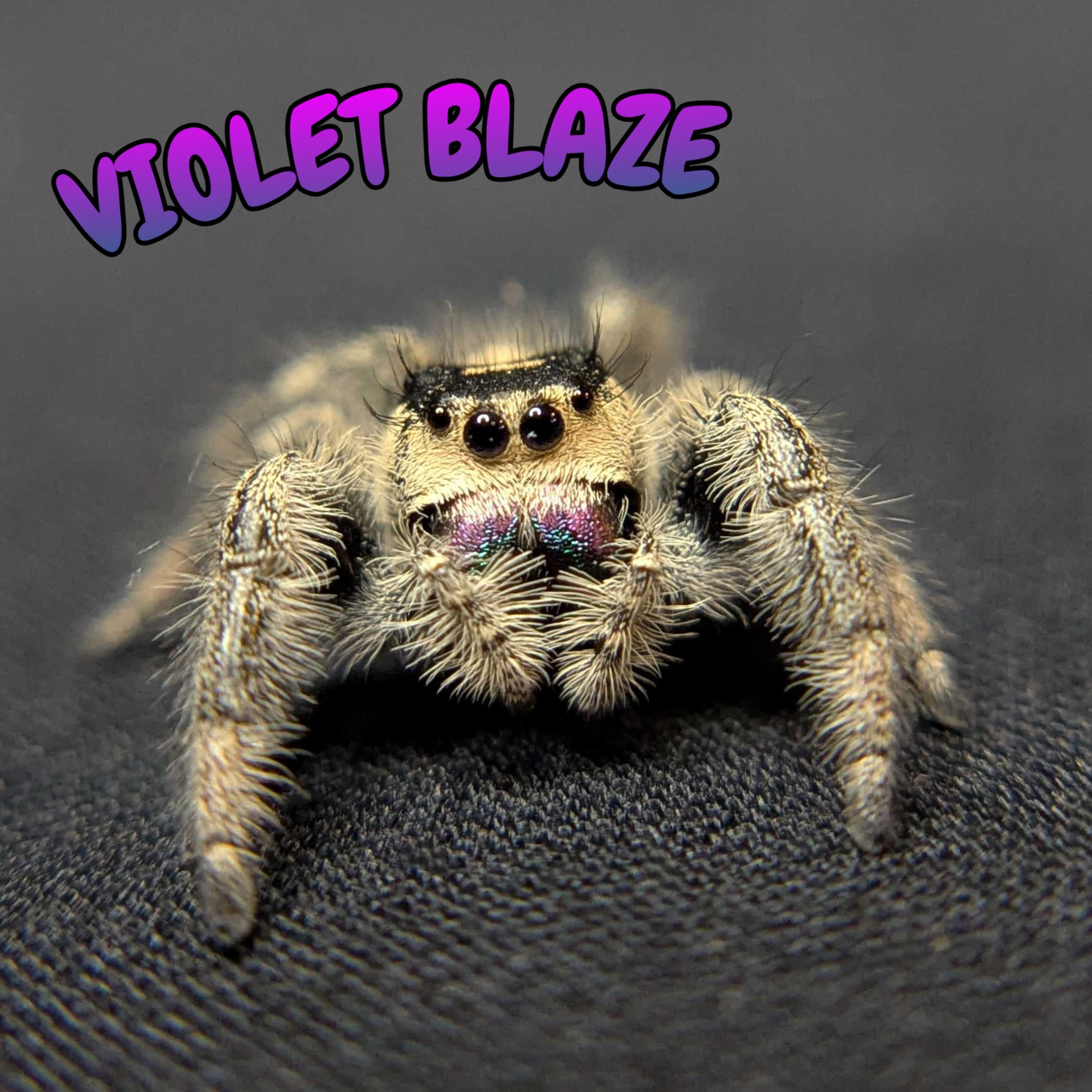 Regal Jumping Spider "Violet Blaze"
