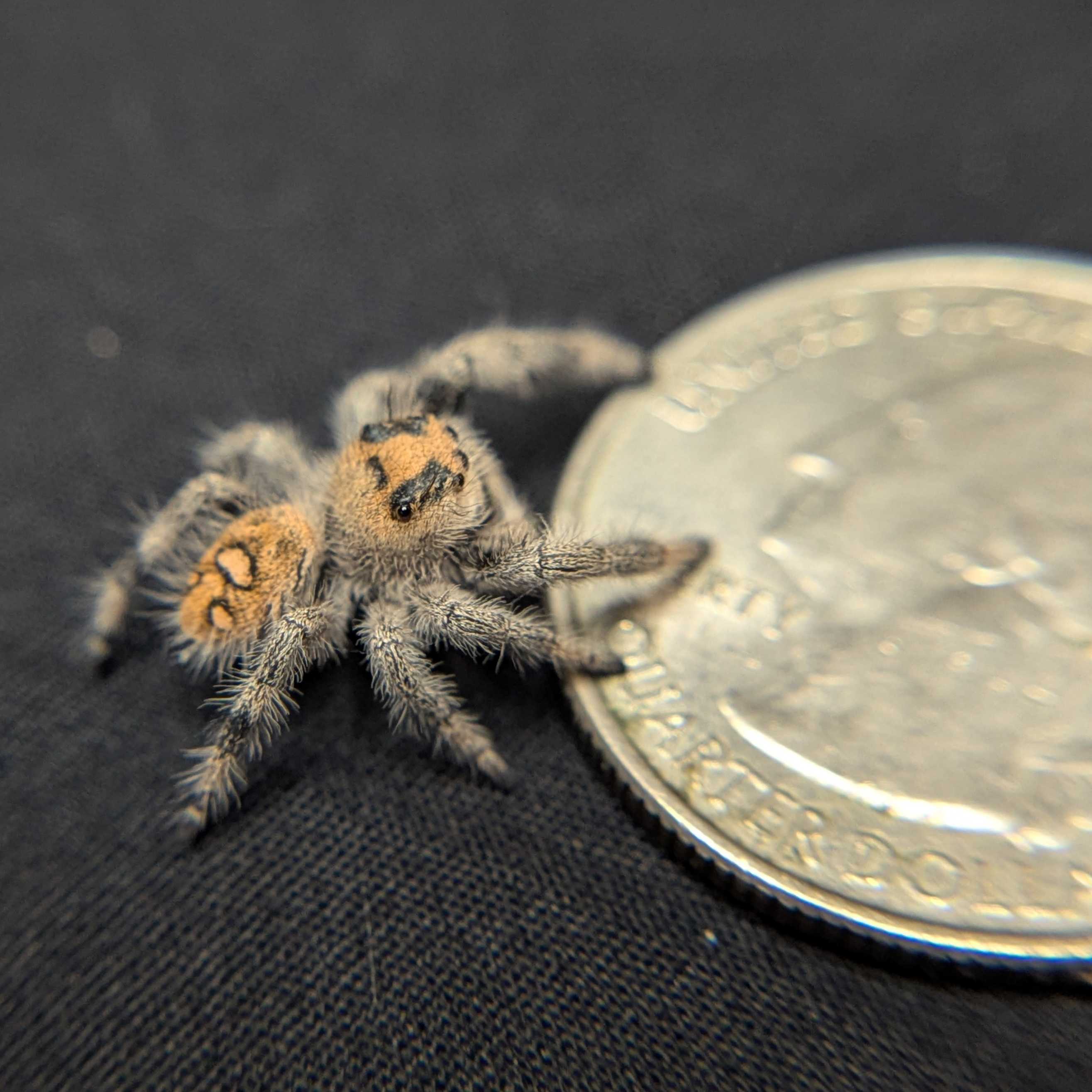 Regal Jumping Spider "Smoothie"