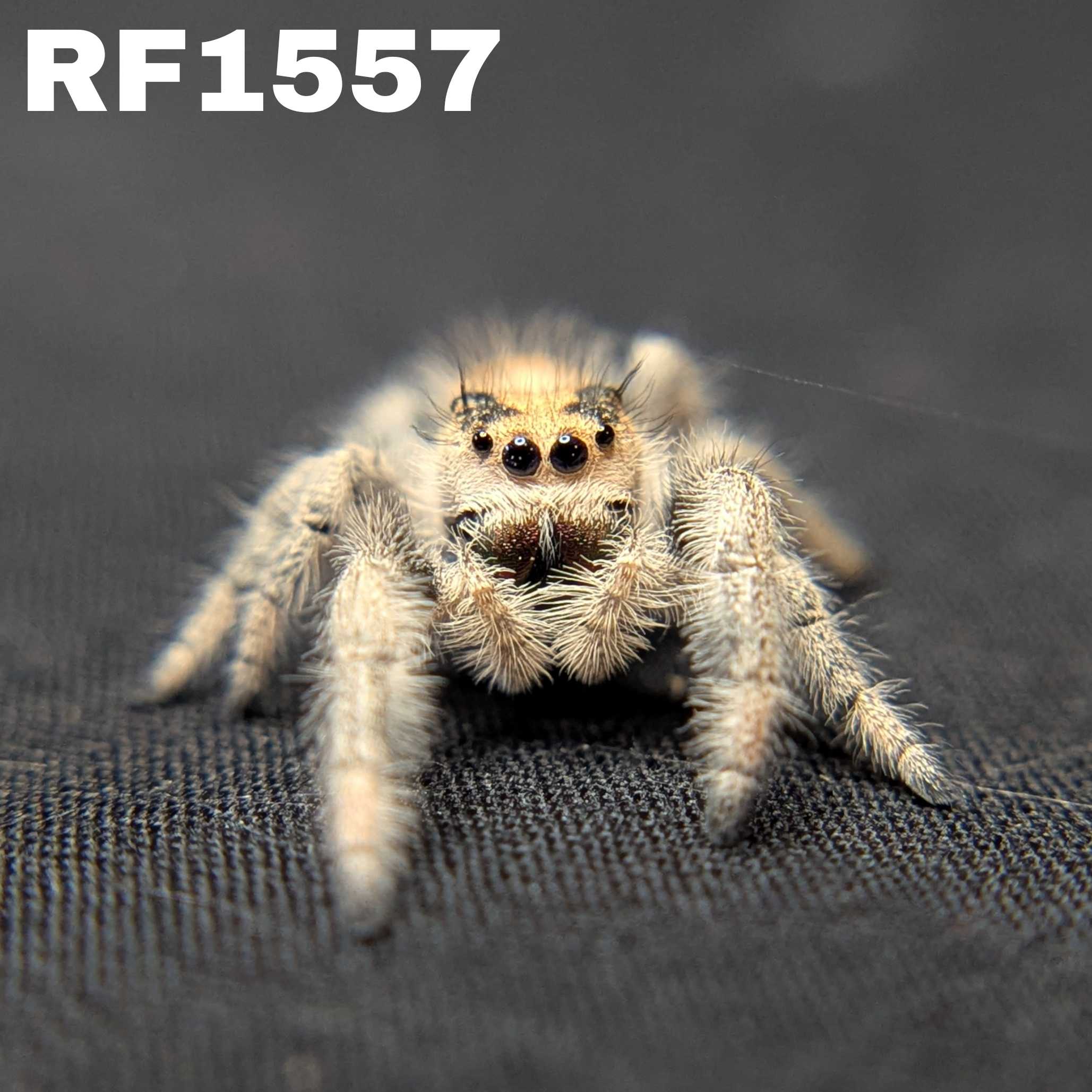 Regal Jumping Spider "Smoothie"