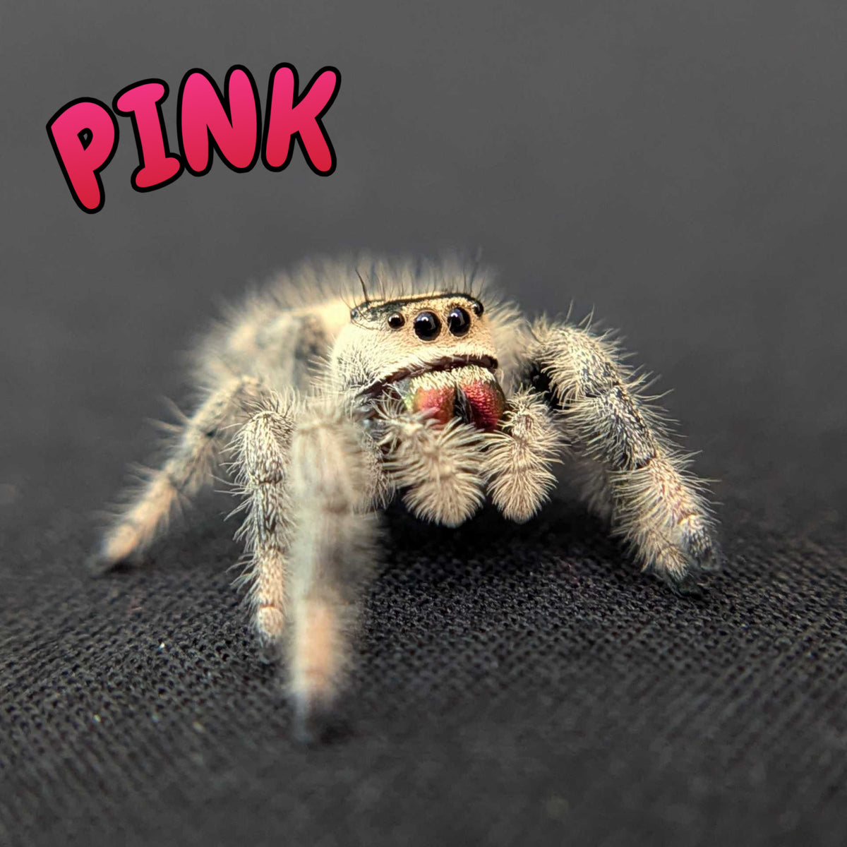 Regal Jumping Spider "Pink"