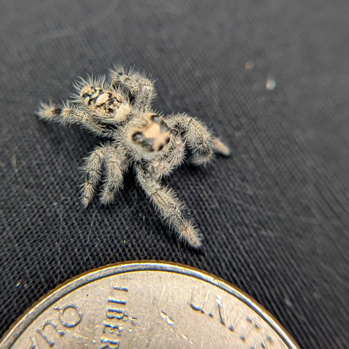 Regal Jumping Spider "Vanilla Bean”