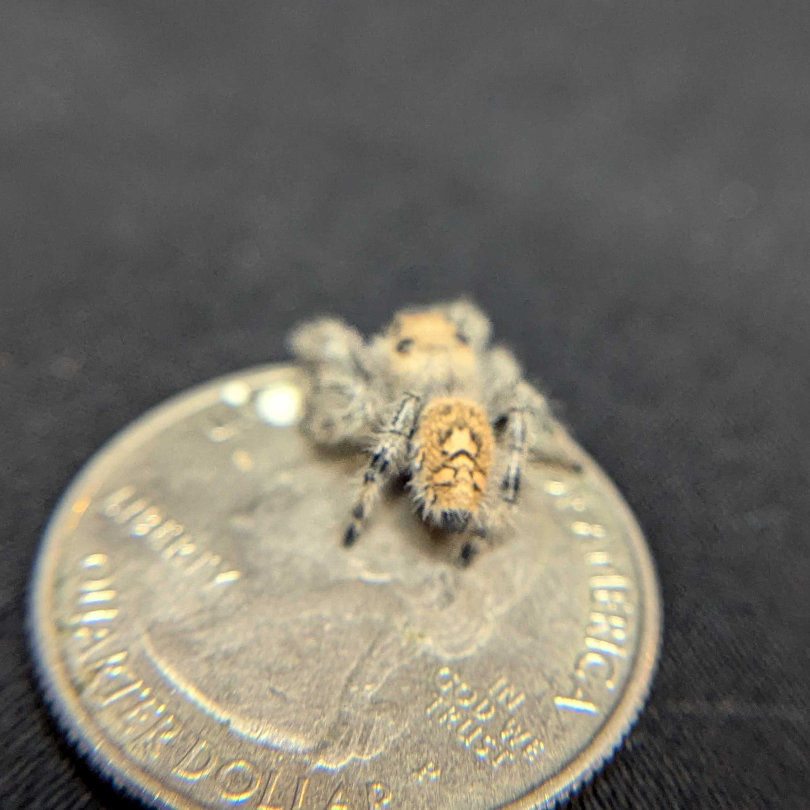 Regal Jumping Spider "Purple Haze"