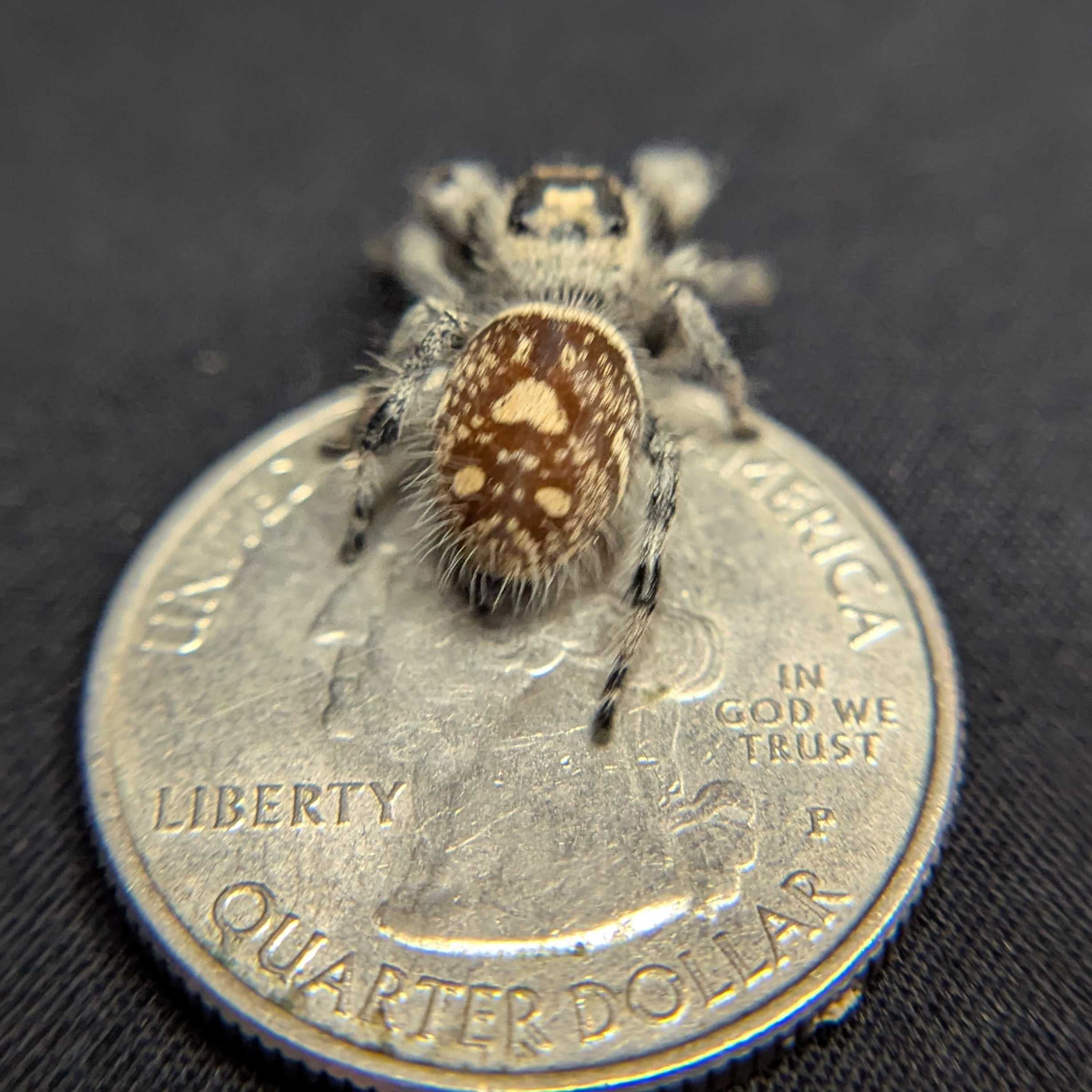 Regal Jumping Spider "Sugar Bomb"