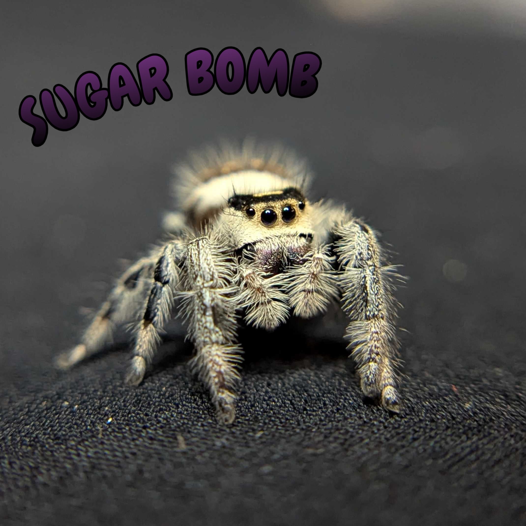 Regal Jumping Spider "Sugar Bomb"