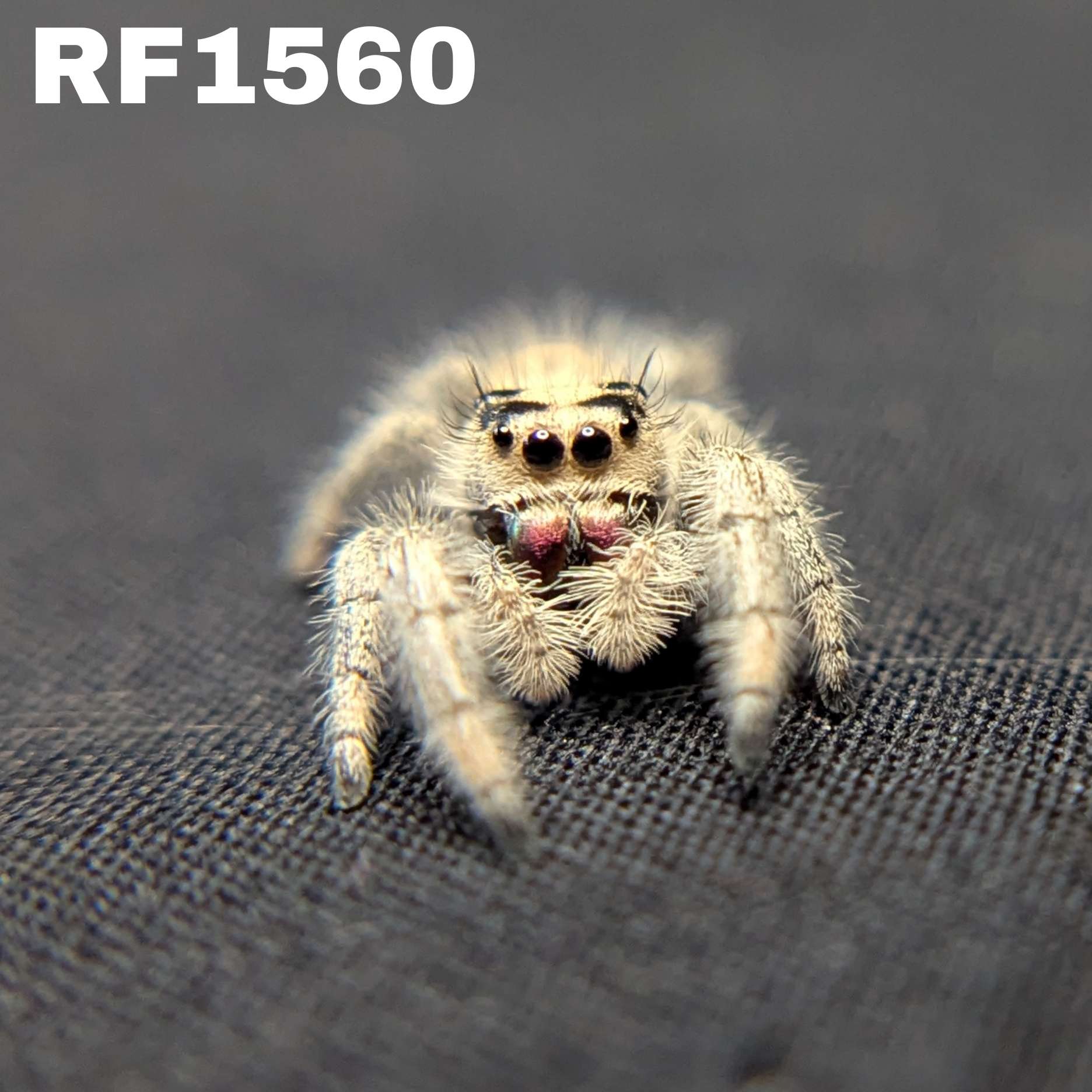 Regal Jumping Spider "Cutie"