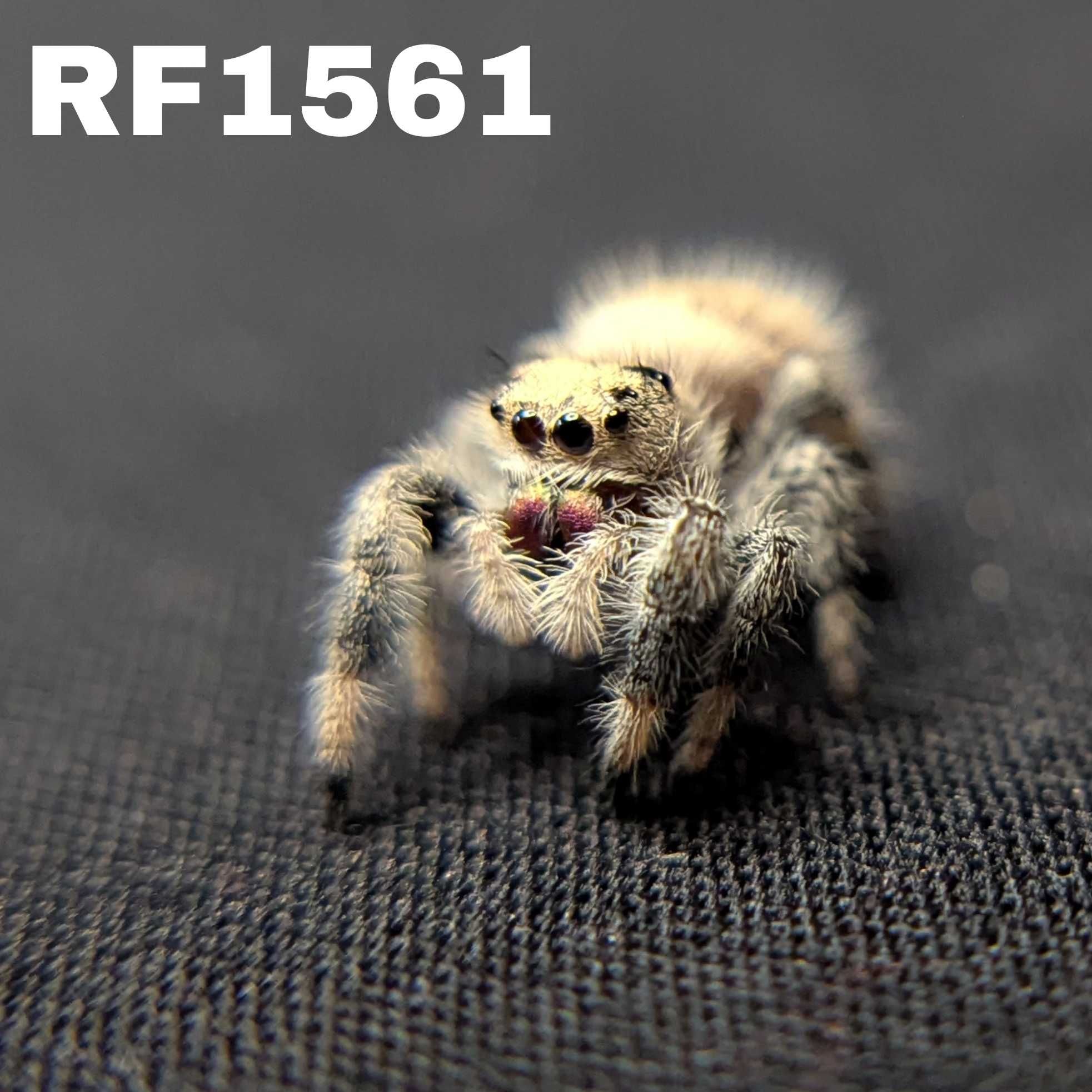 Regal Jumping Spider "Sherbert"
