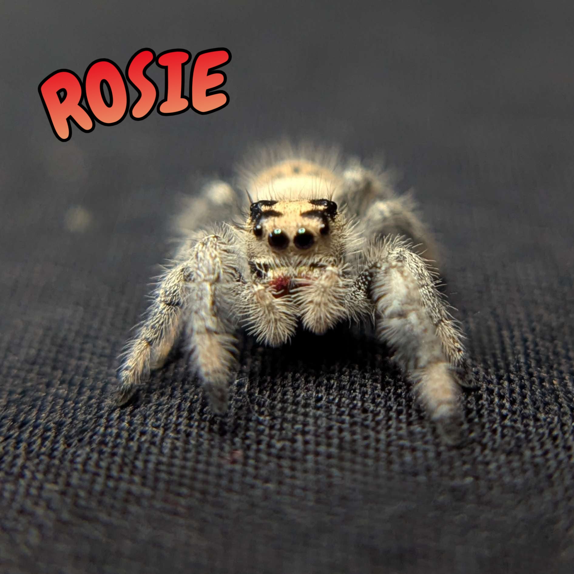 Regal Jumping Spider "Rosie"