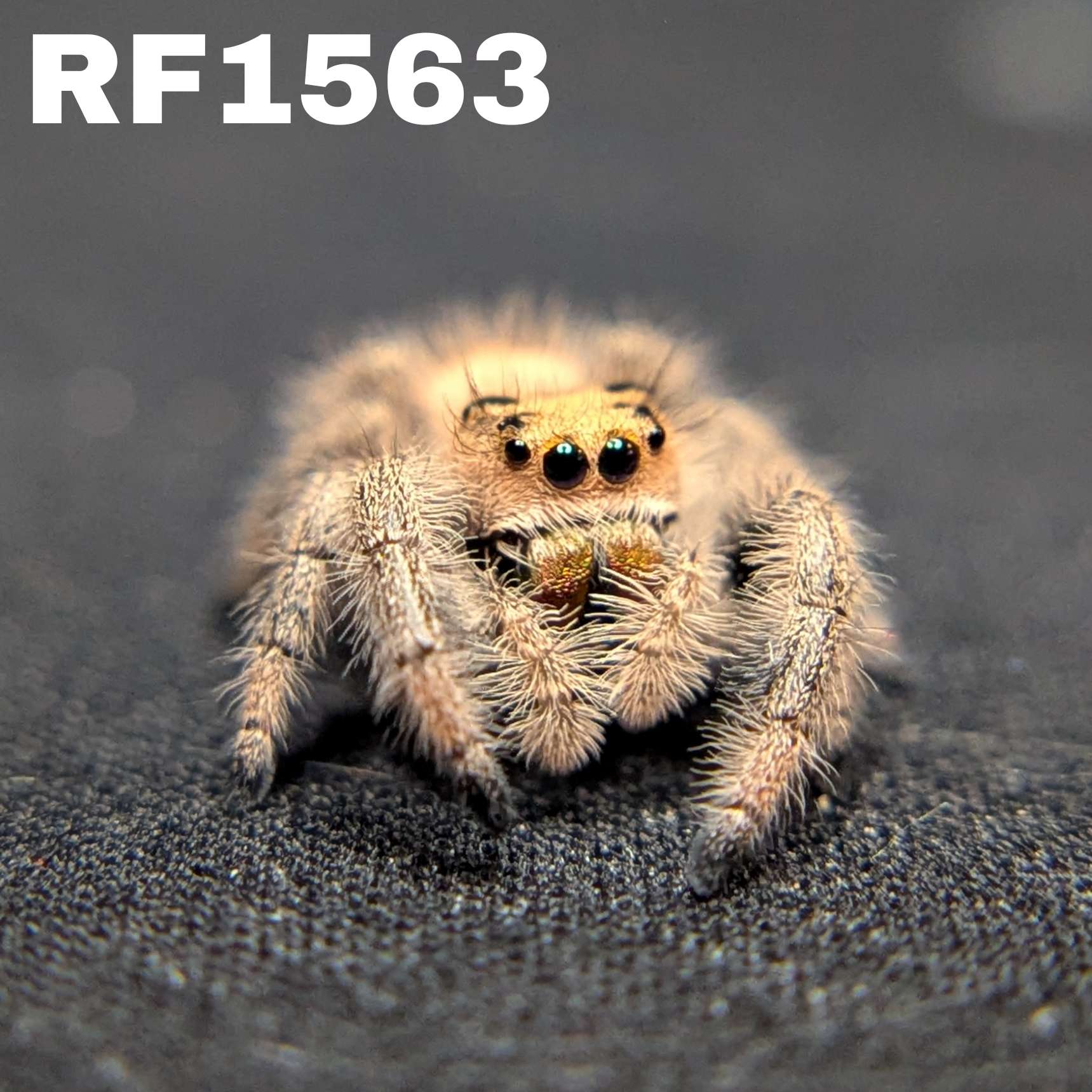 Regal Jumping Spider “Cupcake”