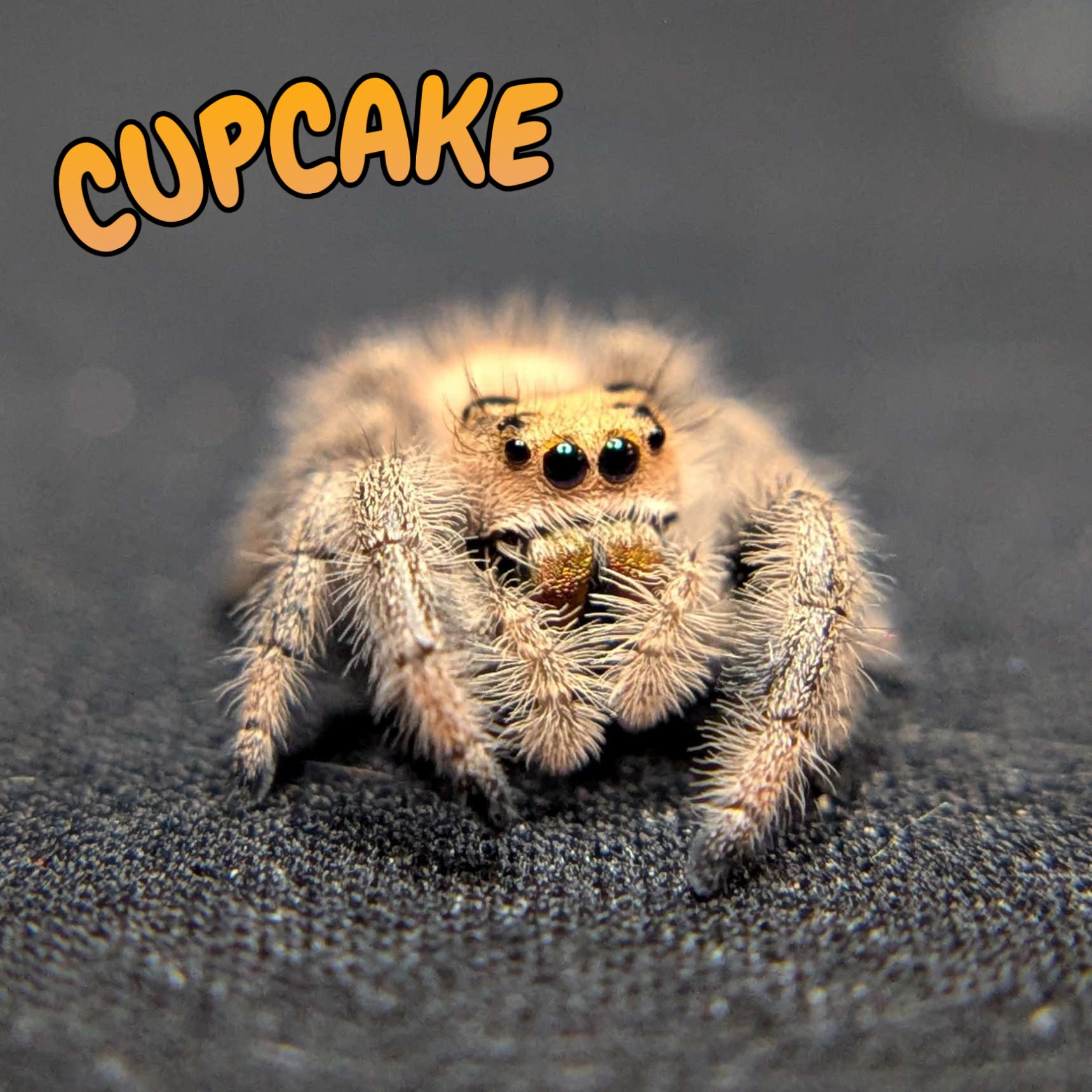Regal Jumping Spider “Cupcake”