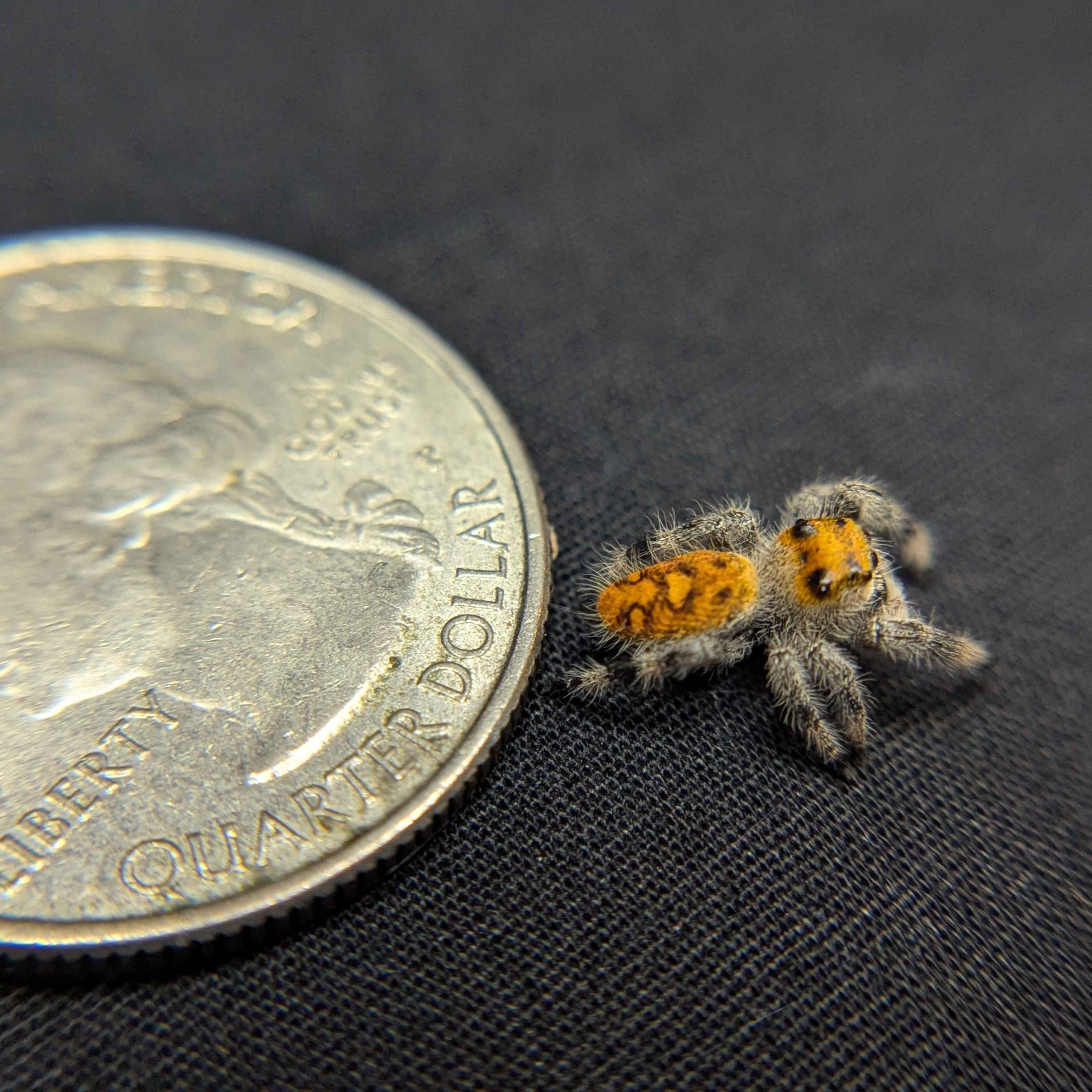Regal Jumping Spider "Squash"