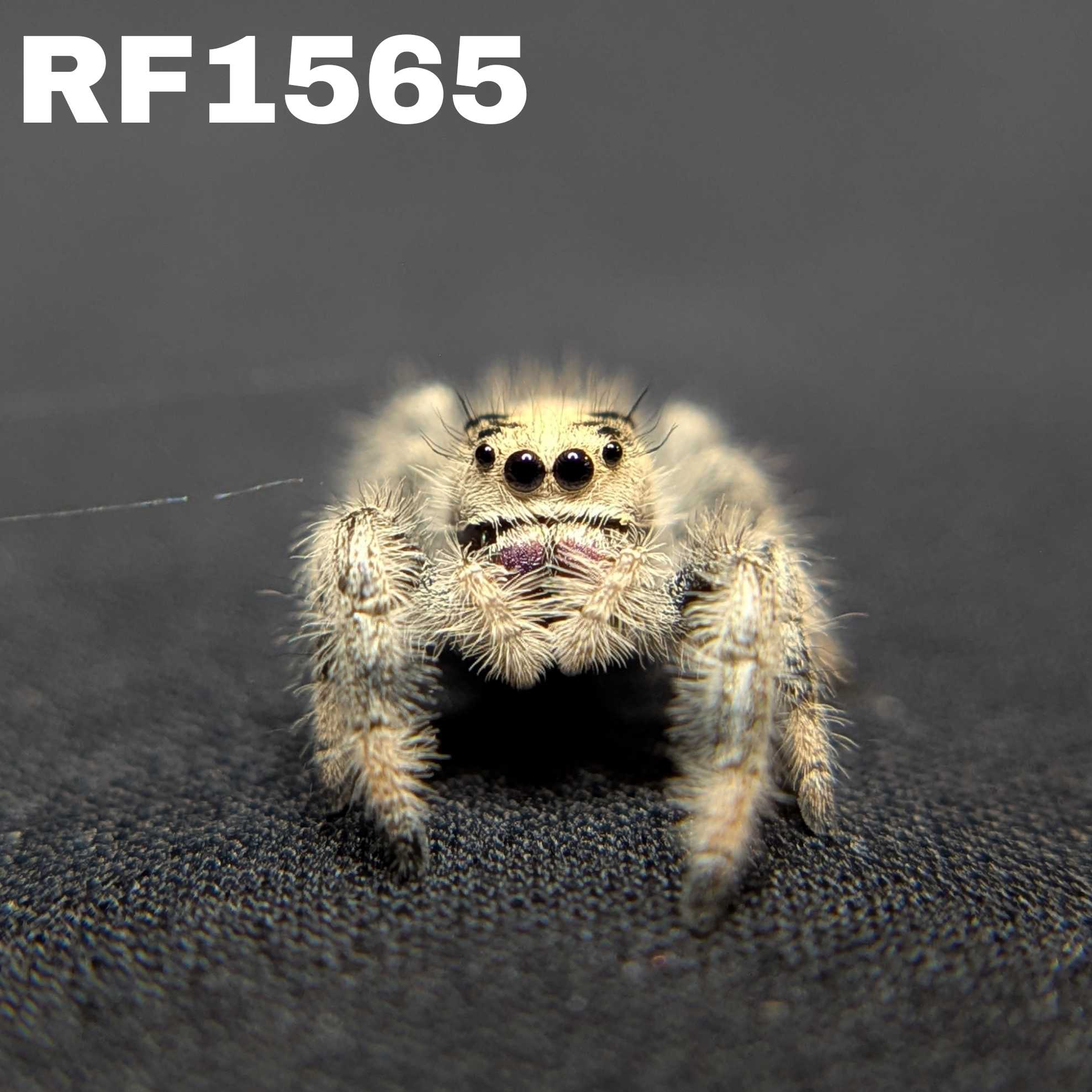 Regal Jumping Spider "Meadow"