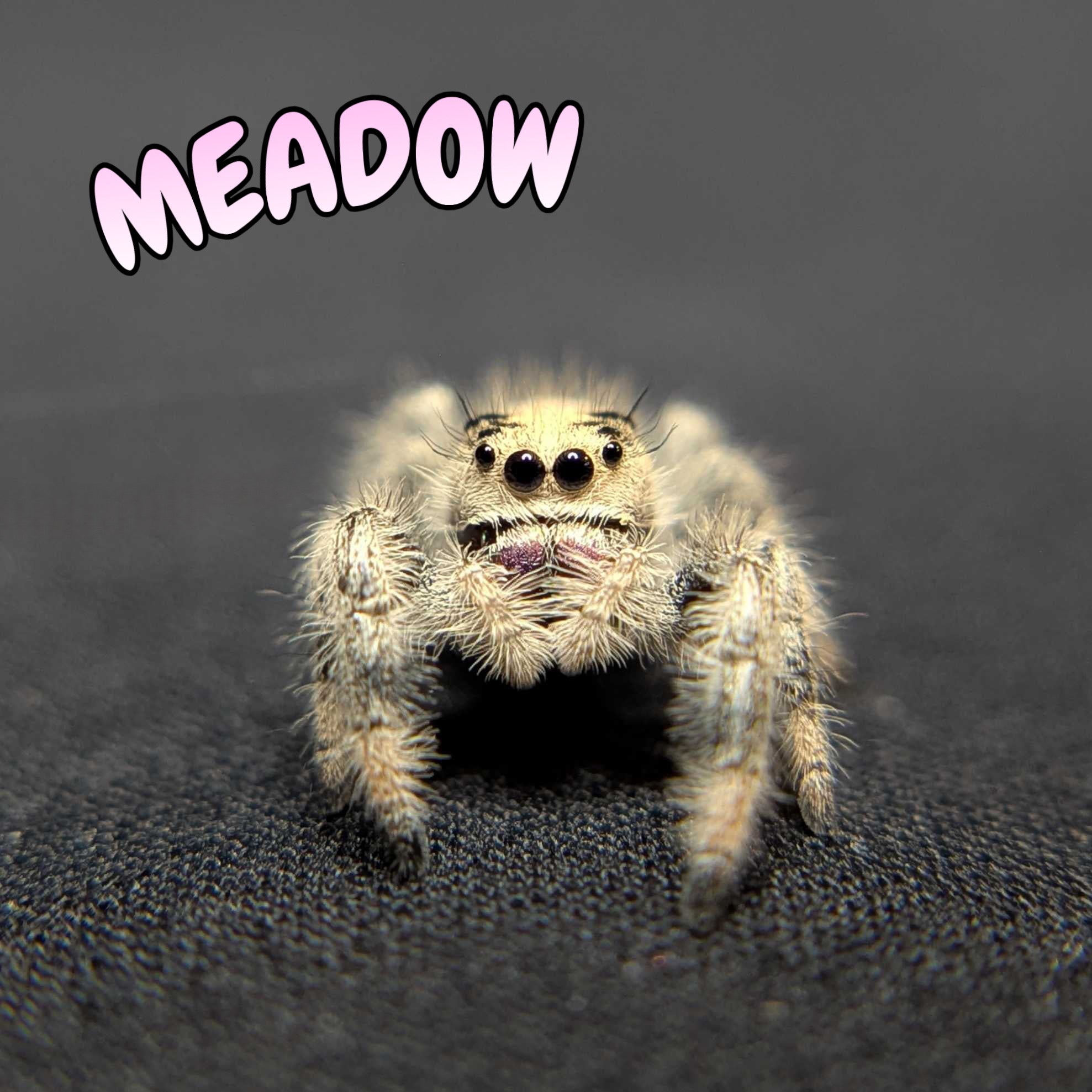 Regal Jumping Spider "Meadow"