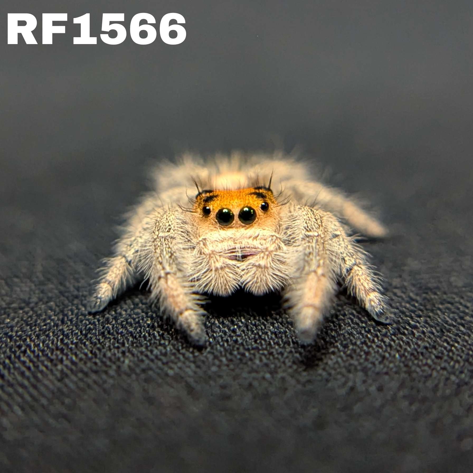 Regal Jumping Spider “Magma”
