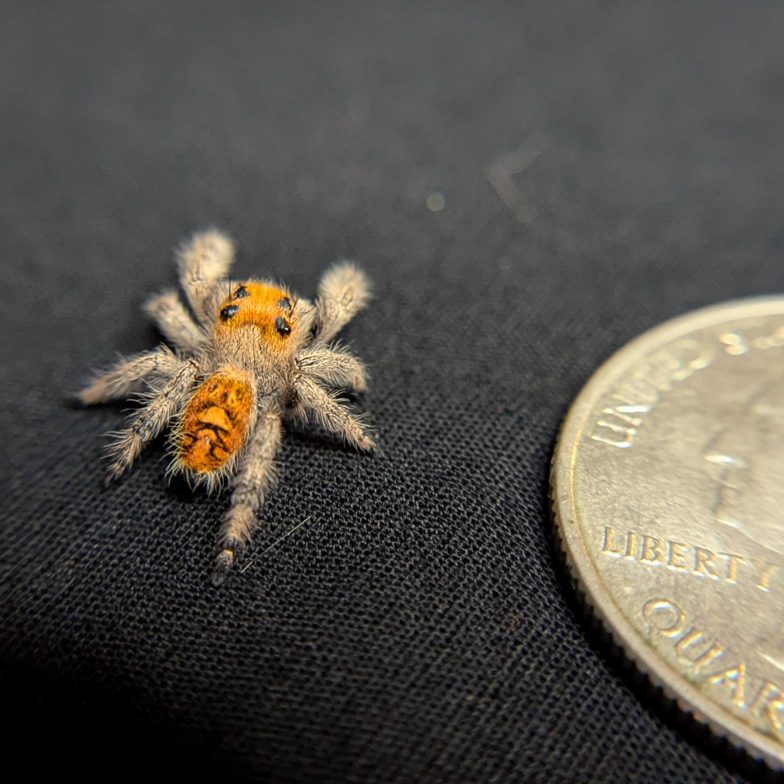 Regal Jumping Spider “Magma”