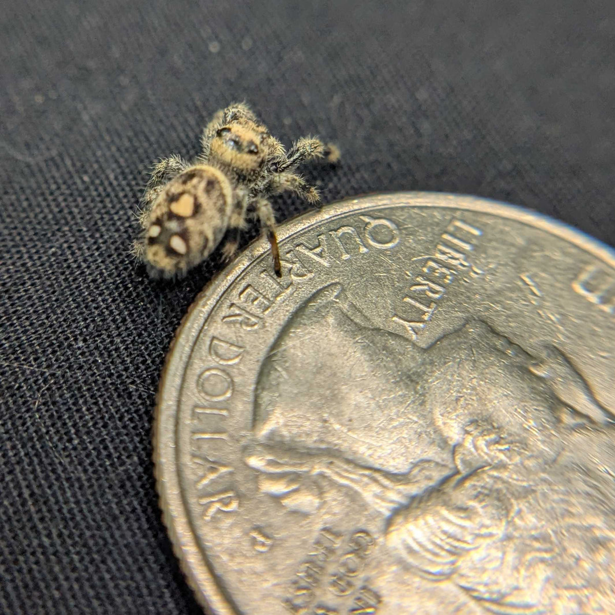 Regal Jumping Spider "Butter"