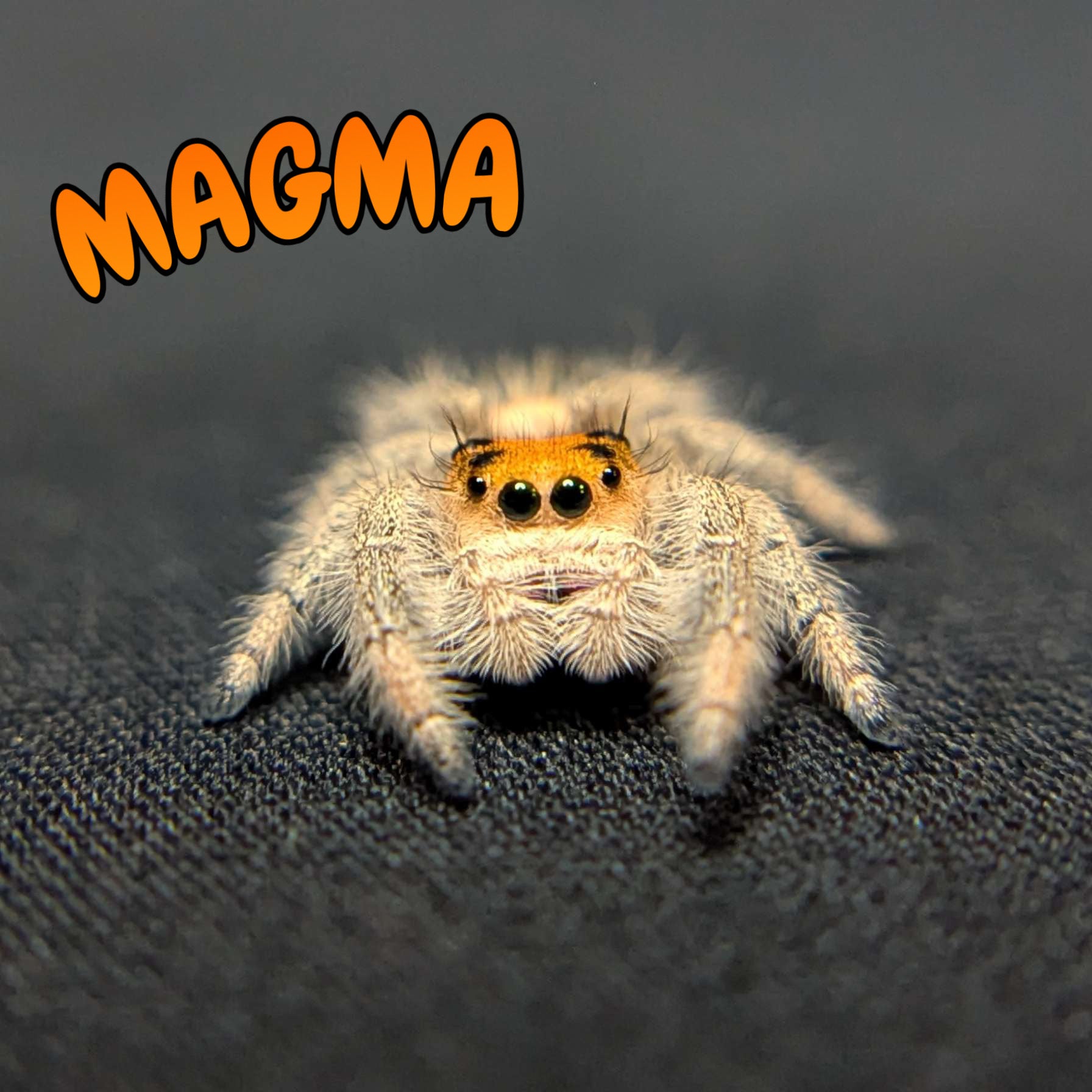 Regal Jumping Spider “Magma”