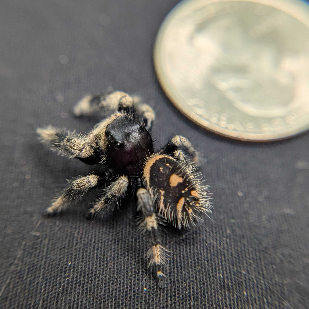 Regal Jumping Spider "Maroon"