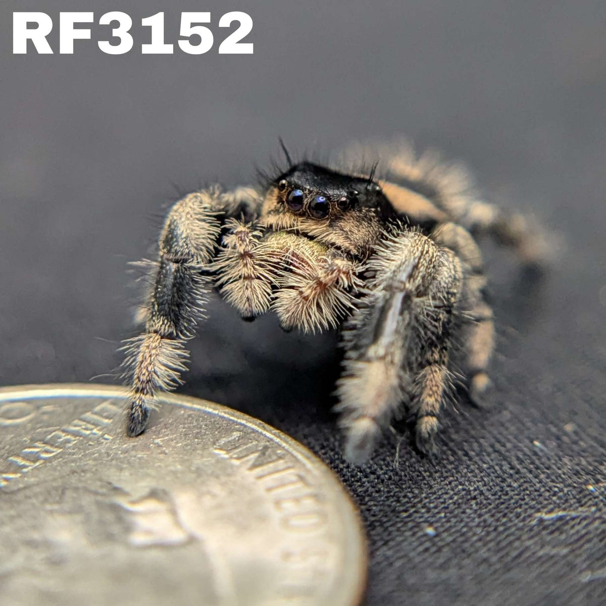 Regal Jumping Spider "Maroon"