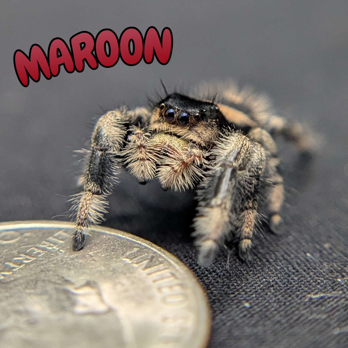 Regal Jumping Spider "Maroon"