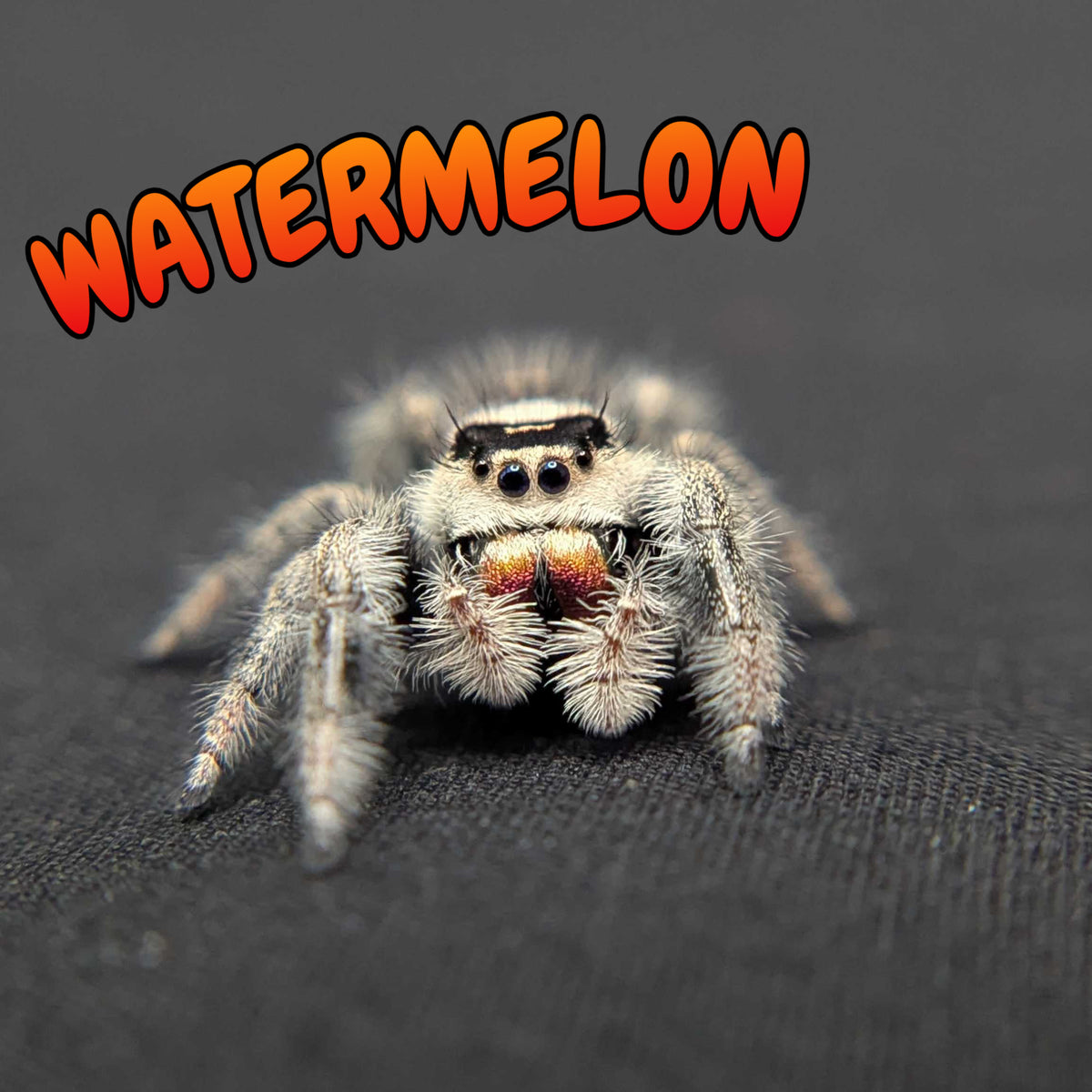 Regal Jumping Spider "Watermelon"
