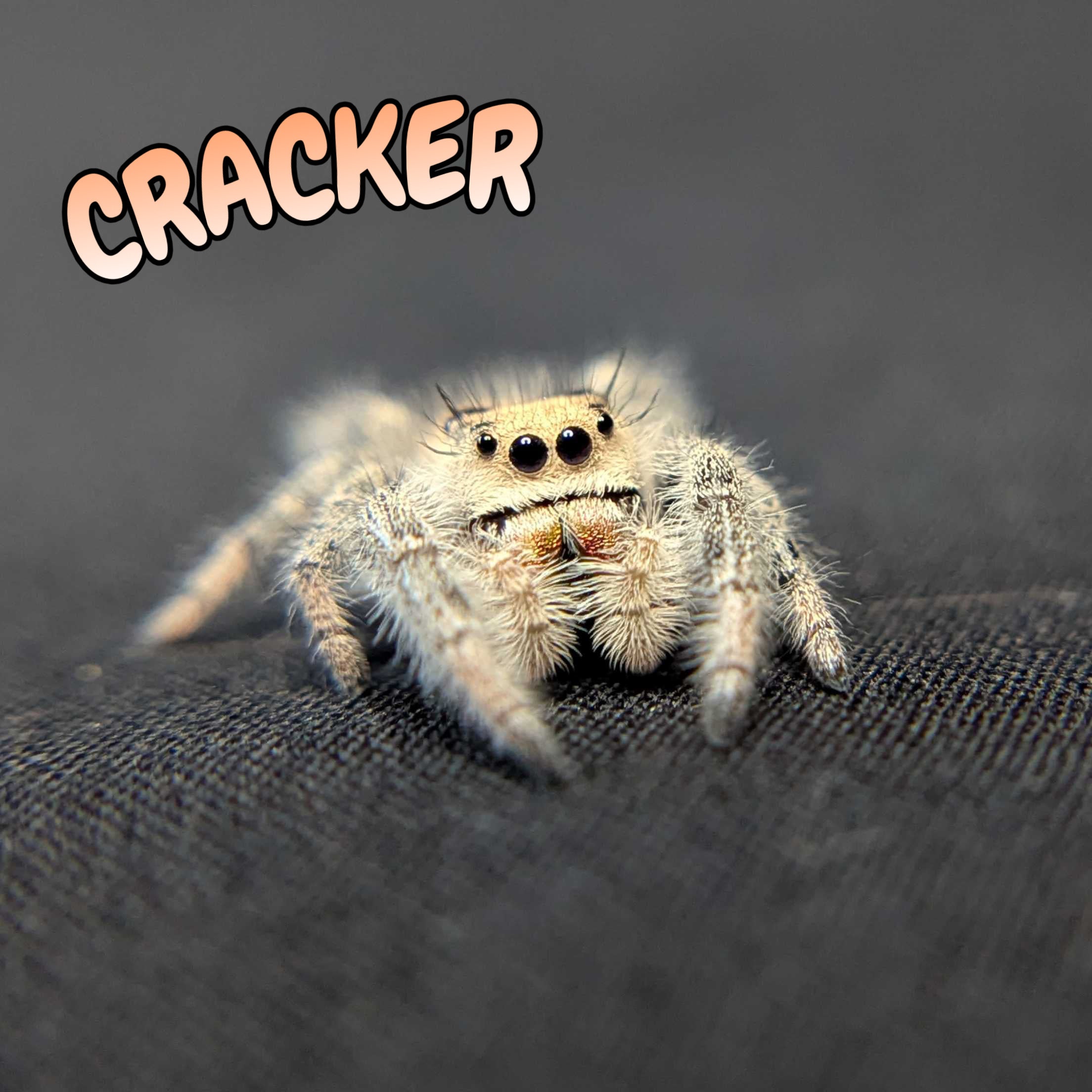 Regal Jumping Spider "Cracker"