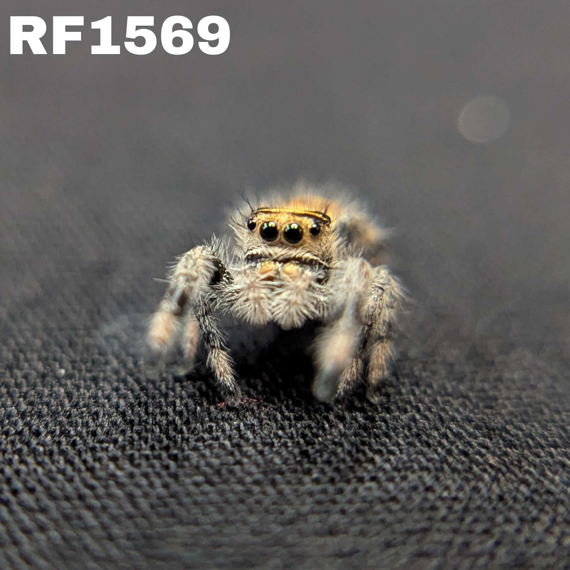 Regal Jumping Spider "Spell"