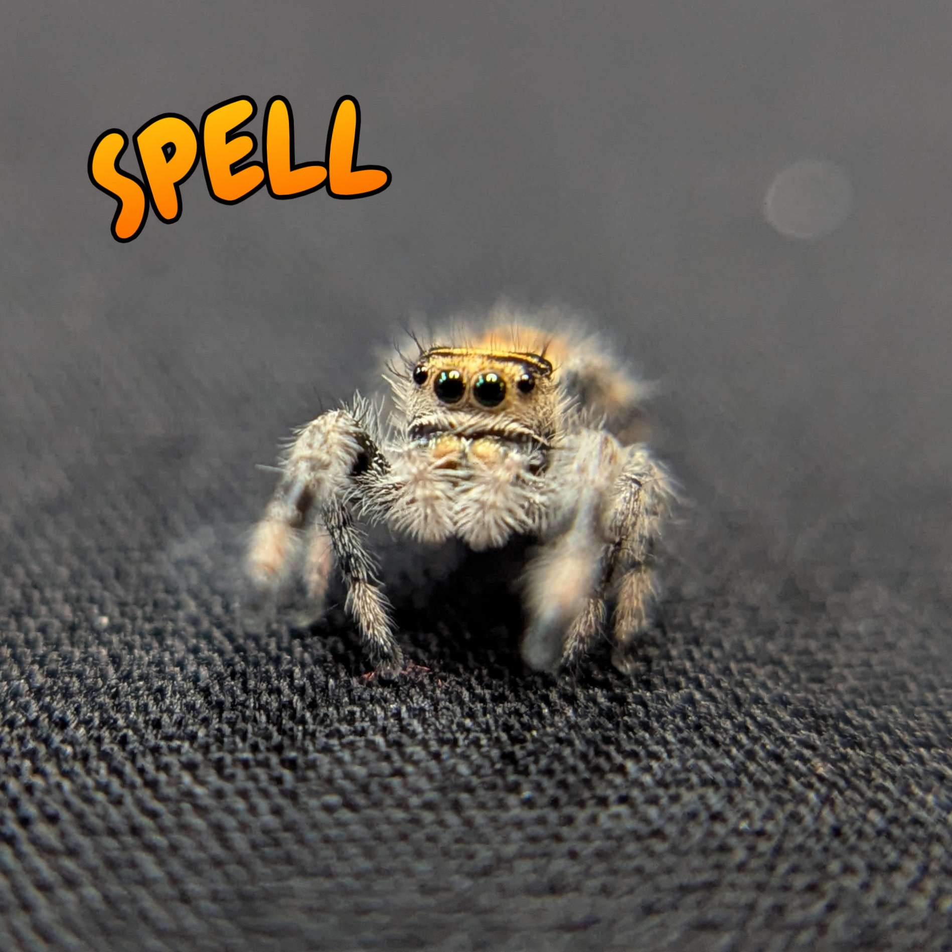 Regal Jumping Spider "Spell"