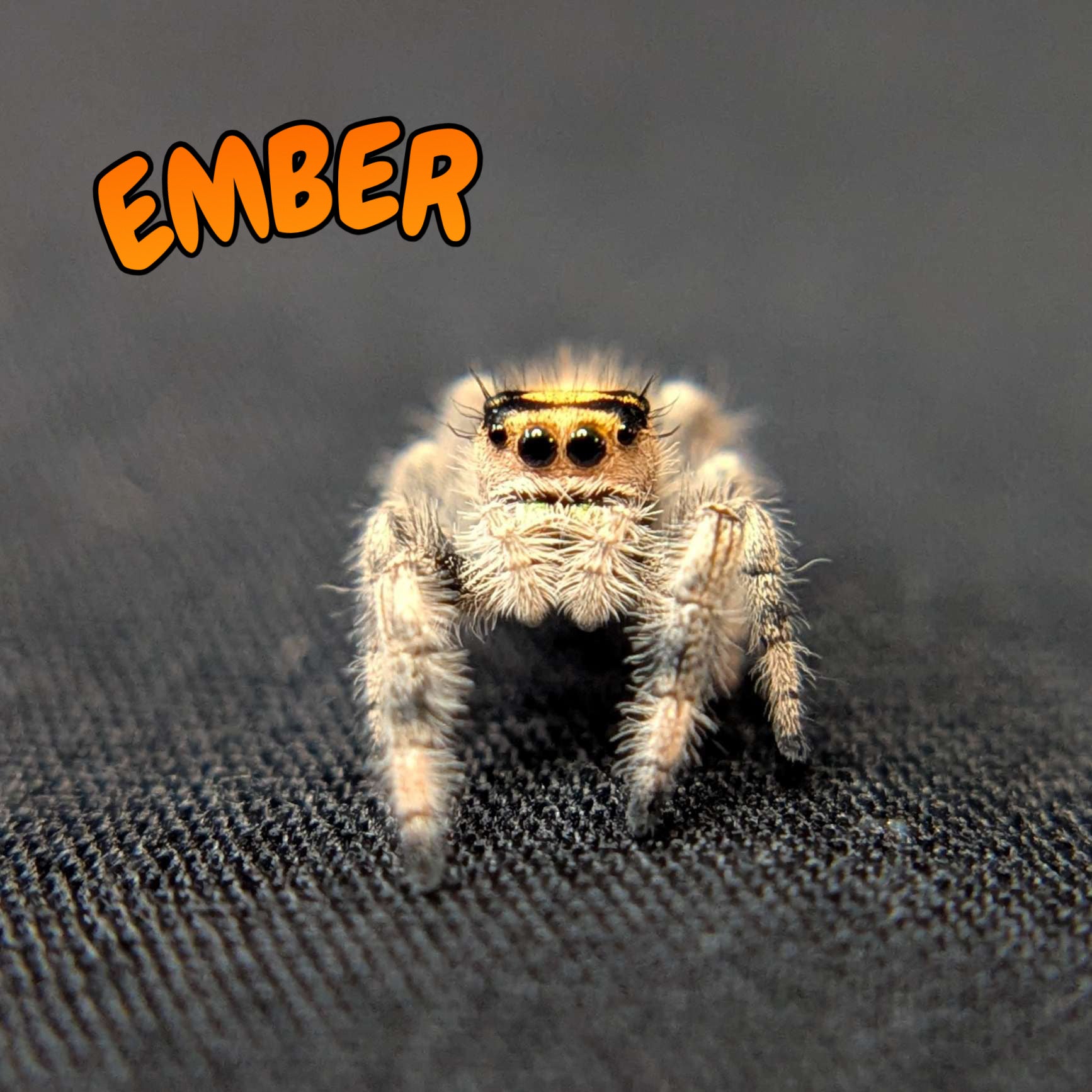 Regal Jumping Spider "Ember"