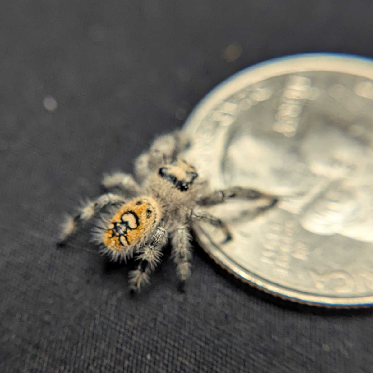 Regal Jumping Spider “Pineapple Express”