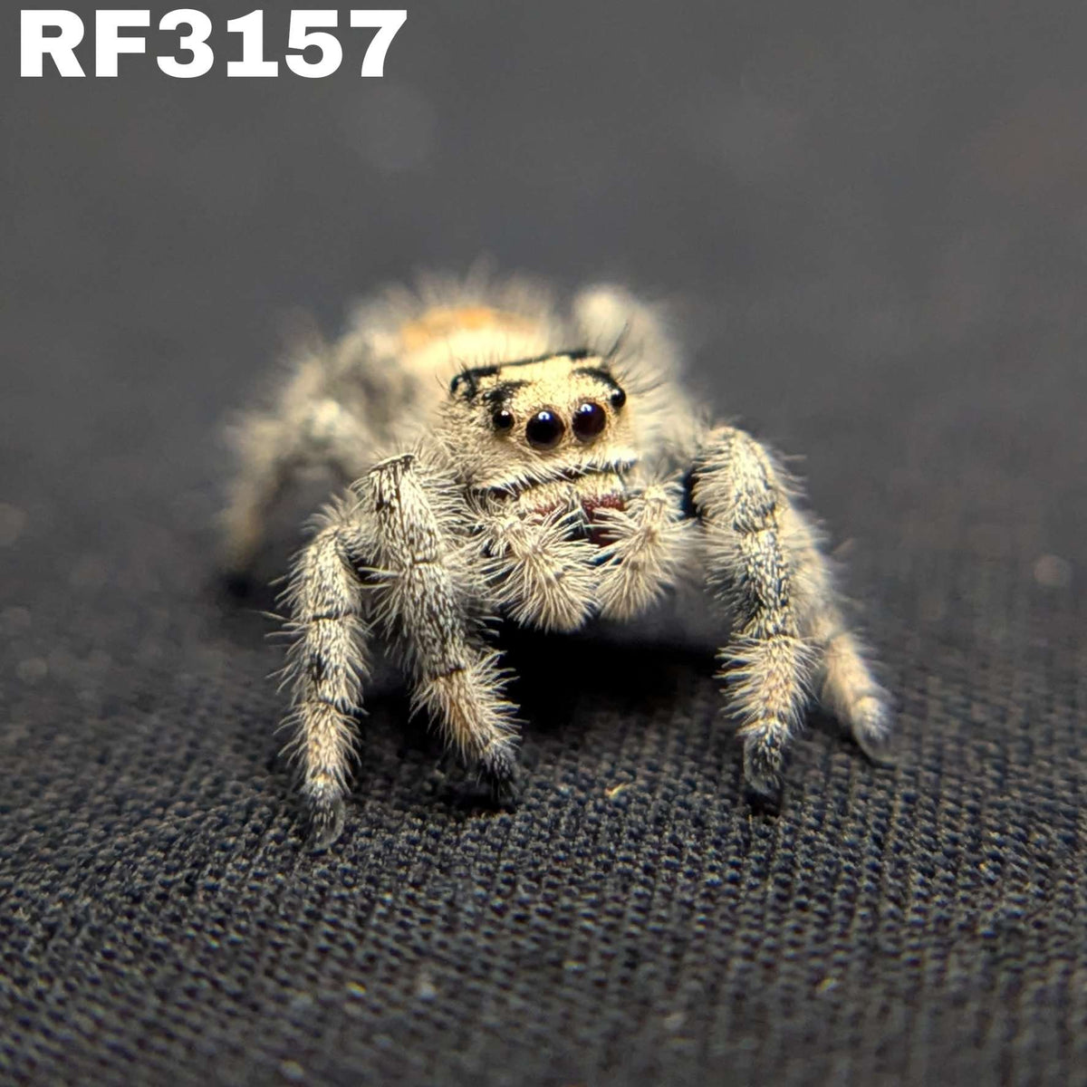 Regal Jumping Spider “Pineapple Express”