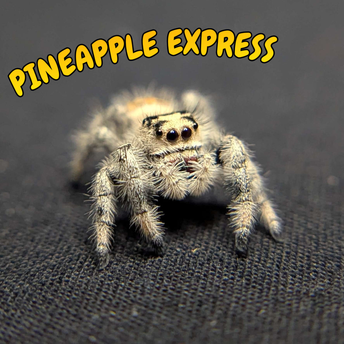 Regal Jumping Spider “Pineapple Express”