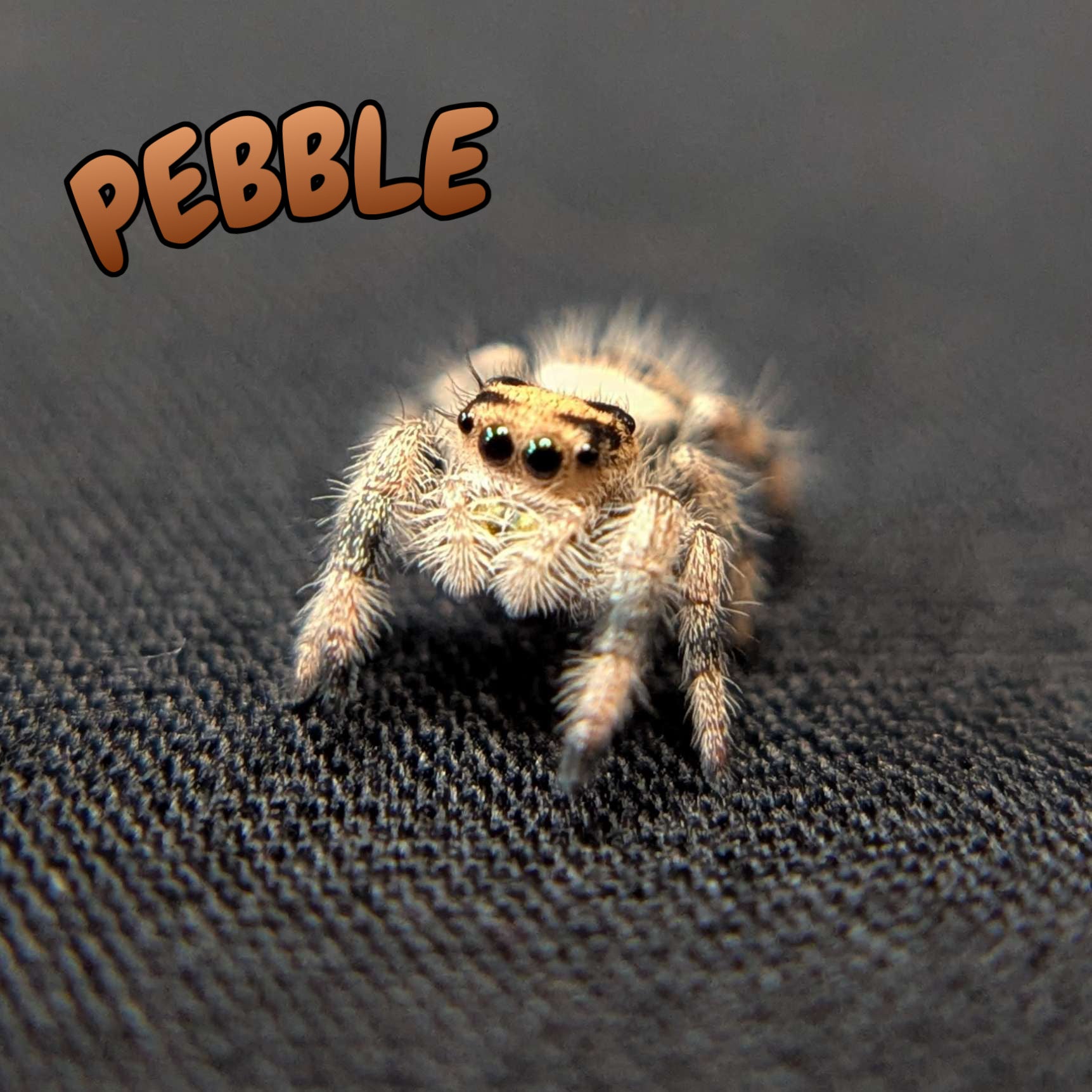 Regal Jumping Spider “Pebble”
