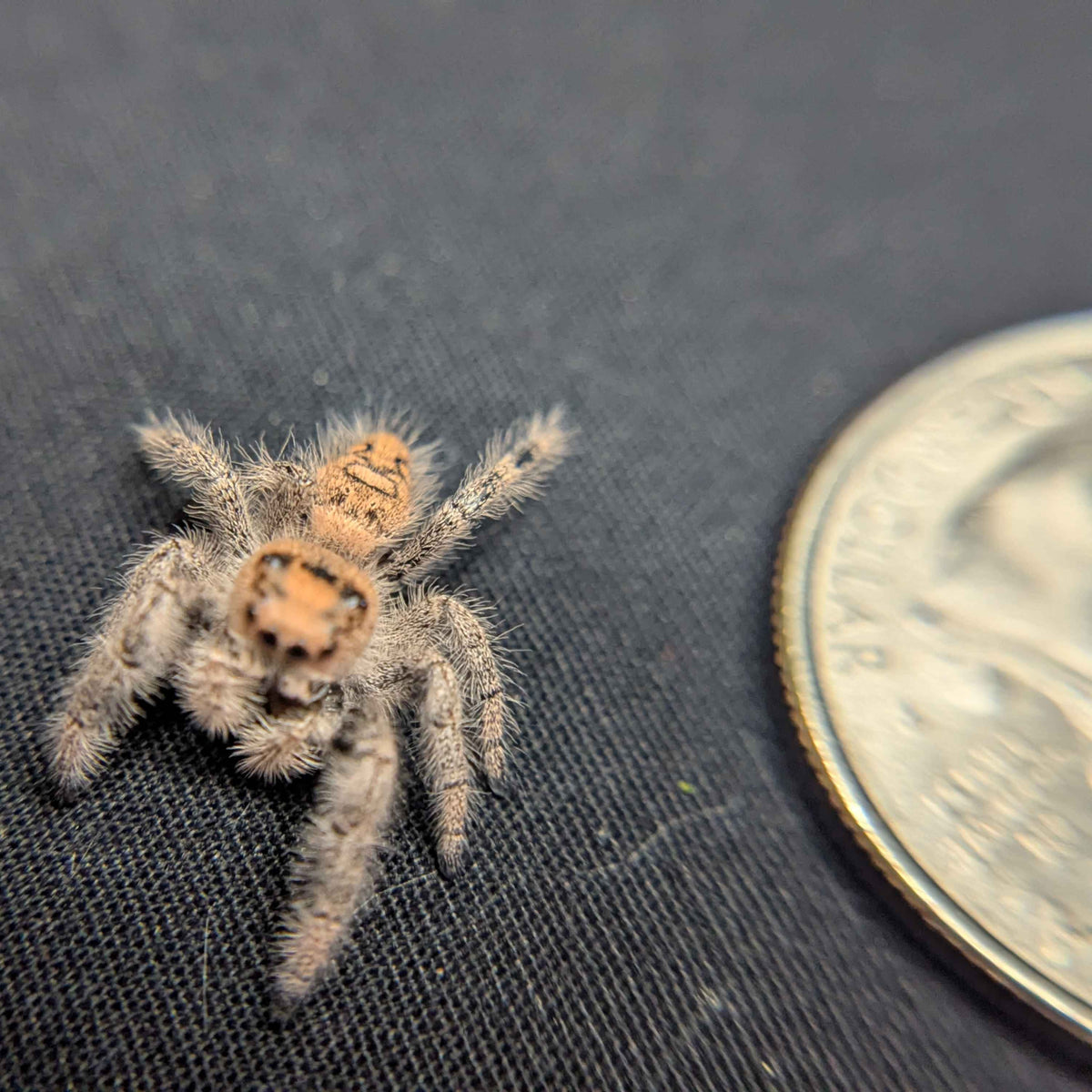 Regal Jumping Spider "Cherry"