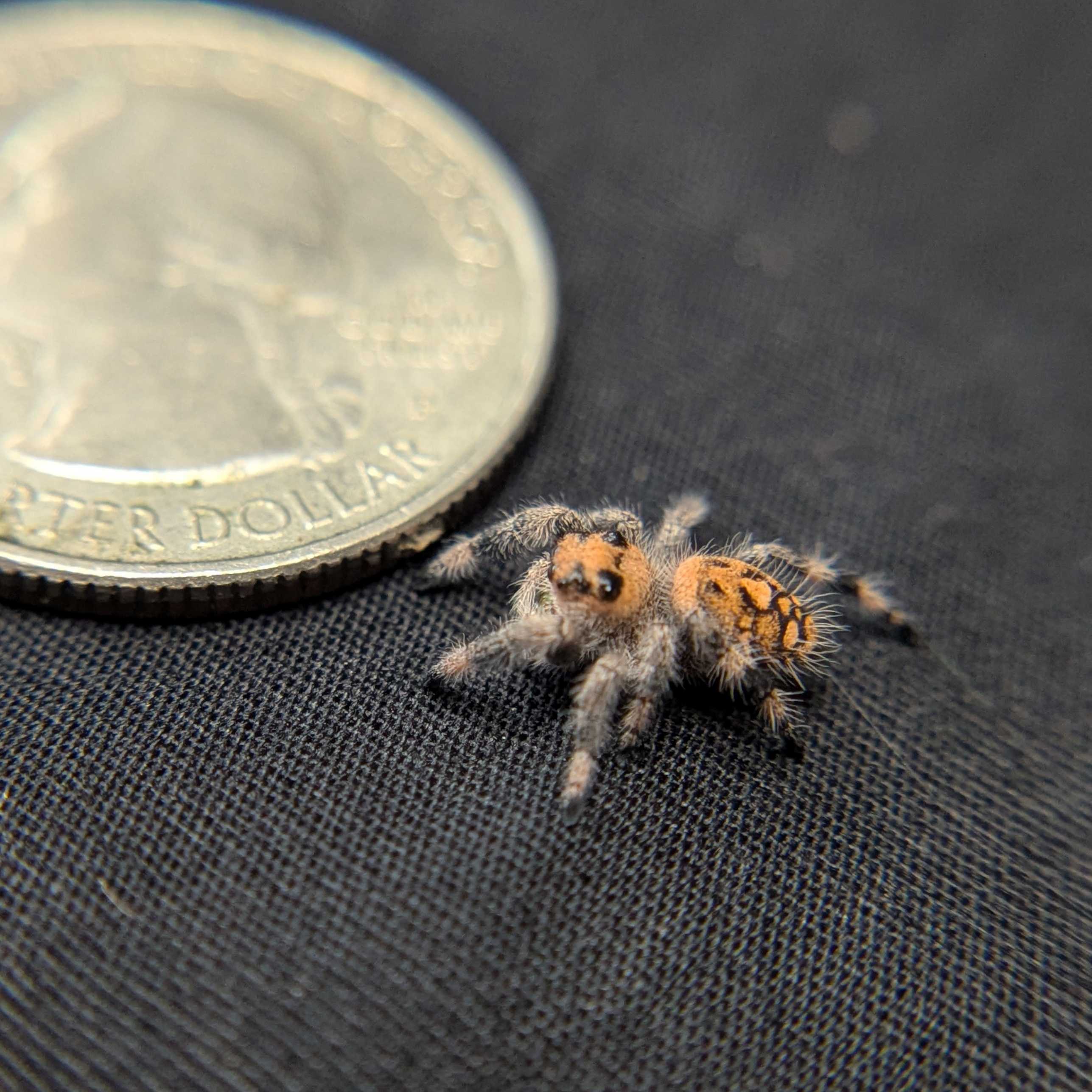 Regal Jumping Spider "Papaya"