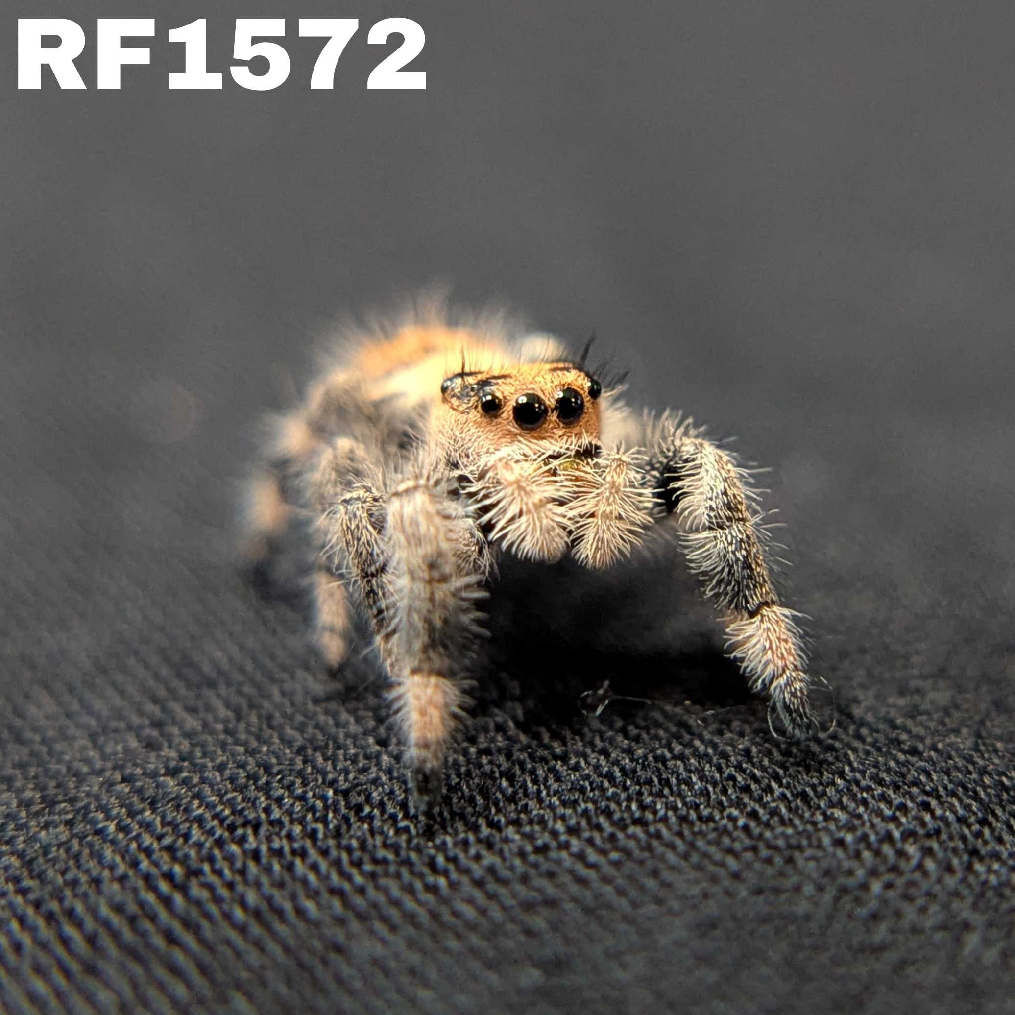 Regal Jumping Spider "Papaya"