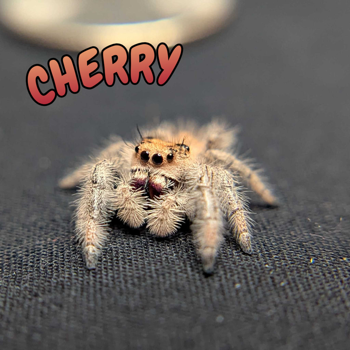 Regal Jumping Spider "Cherry"