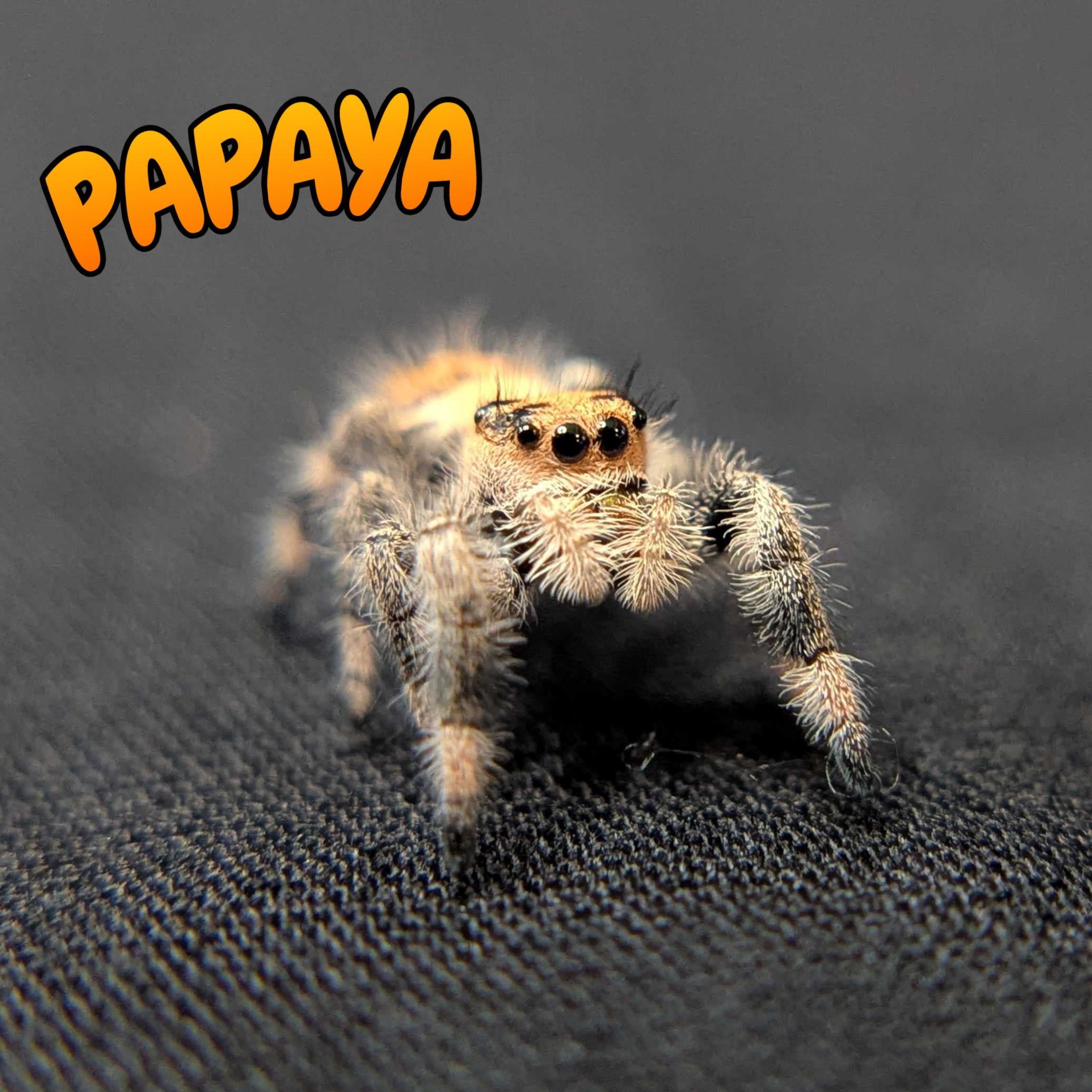 Regal Jumping Spider "Papaya"